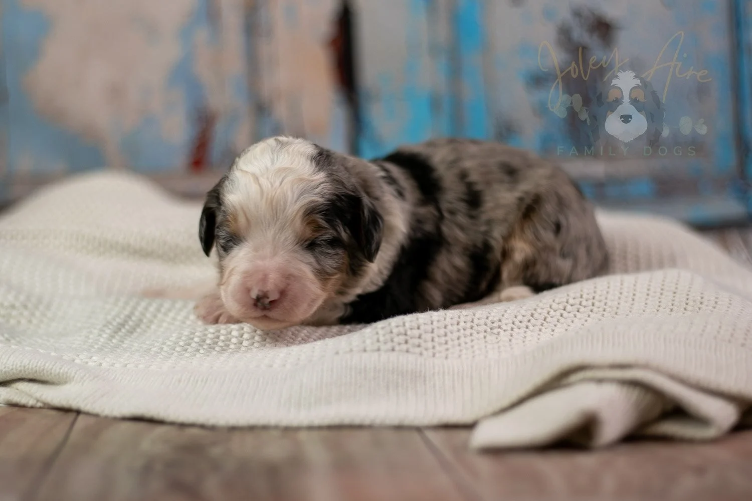 Pablo Picasso Bernedoodle Puppy-237.jpg