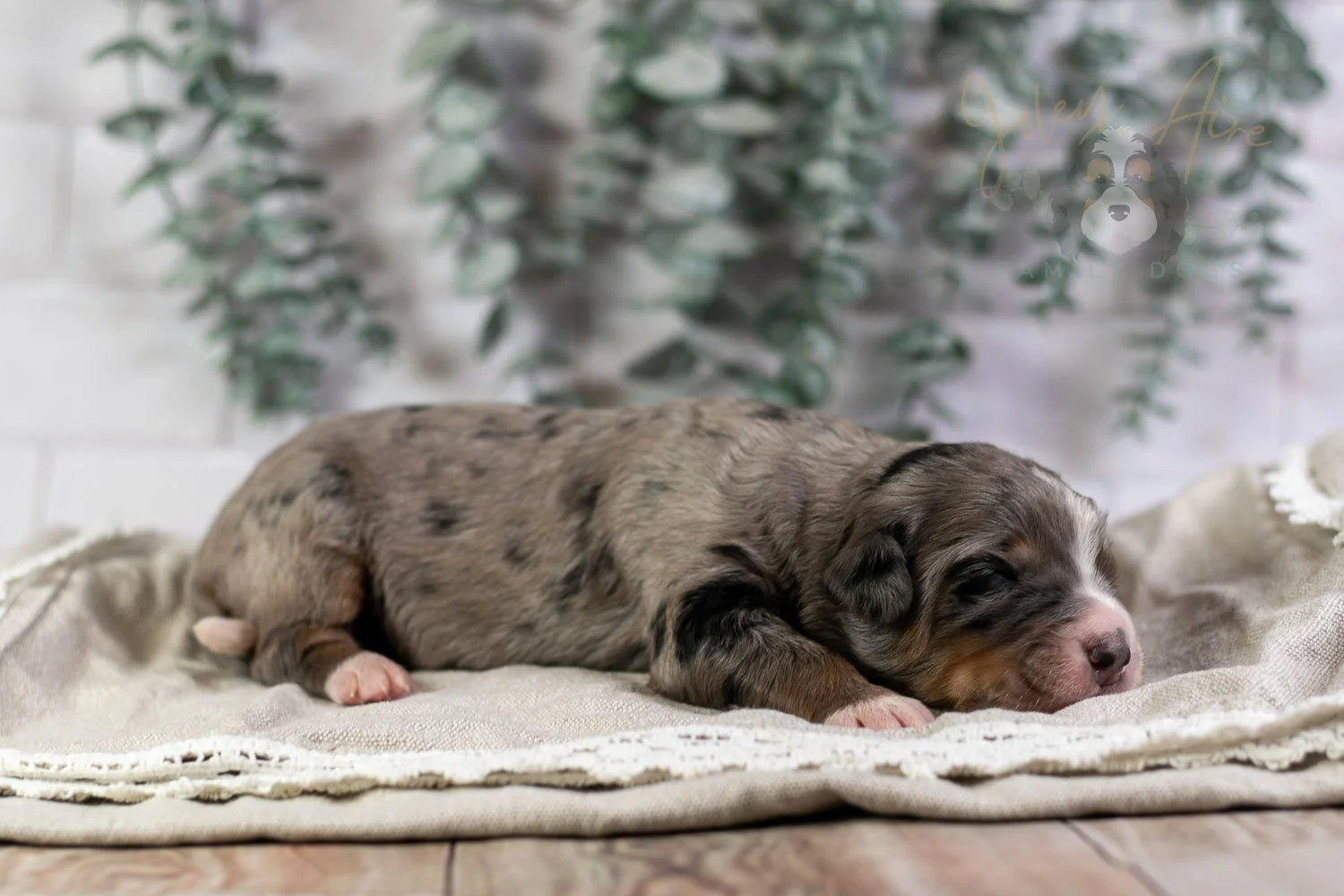 Drum Bernedoodle Puppy-8.jpg