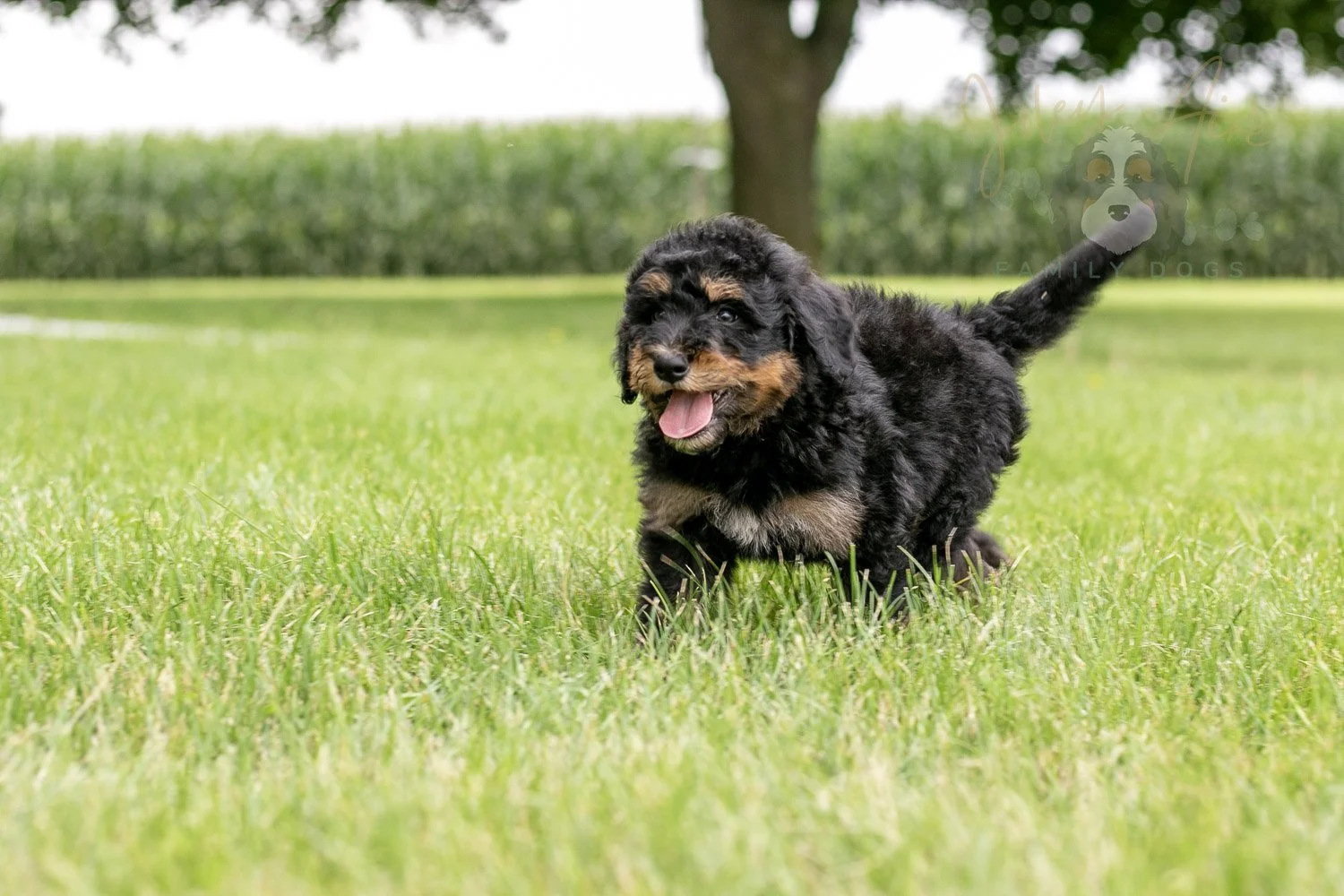 Gilbert Bernedoodle Puppy-45.jpg