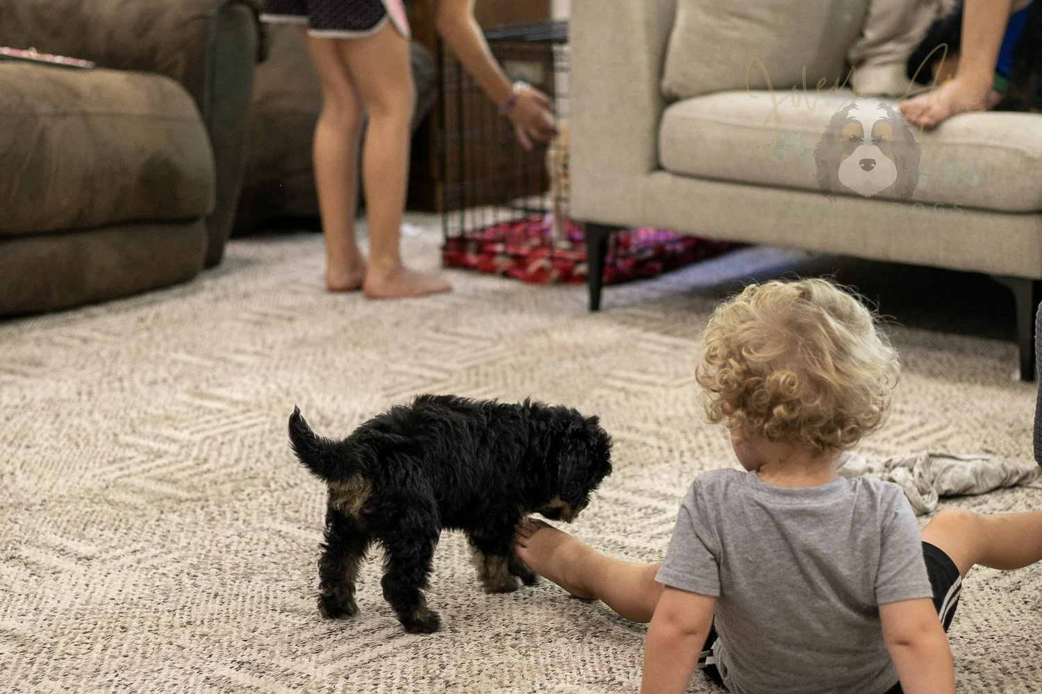 Georgia Bernedoodle Puppy-442.jpg