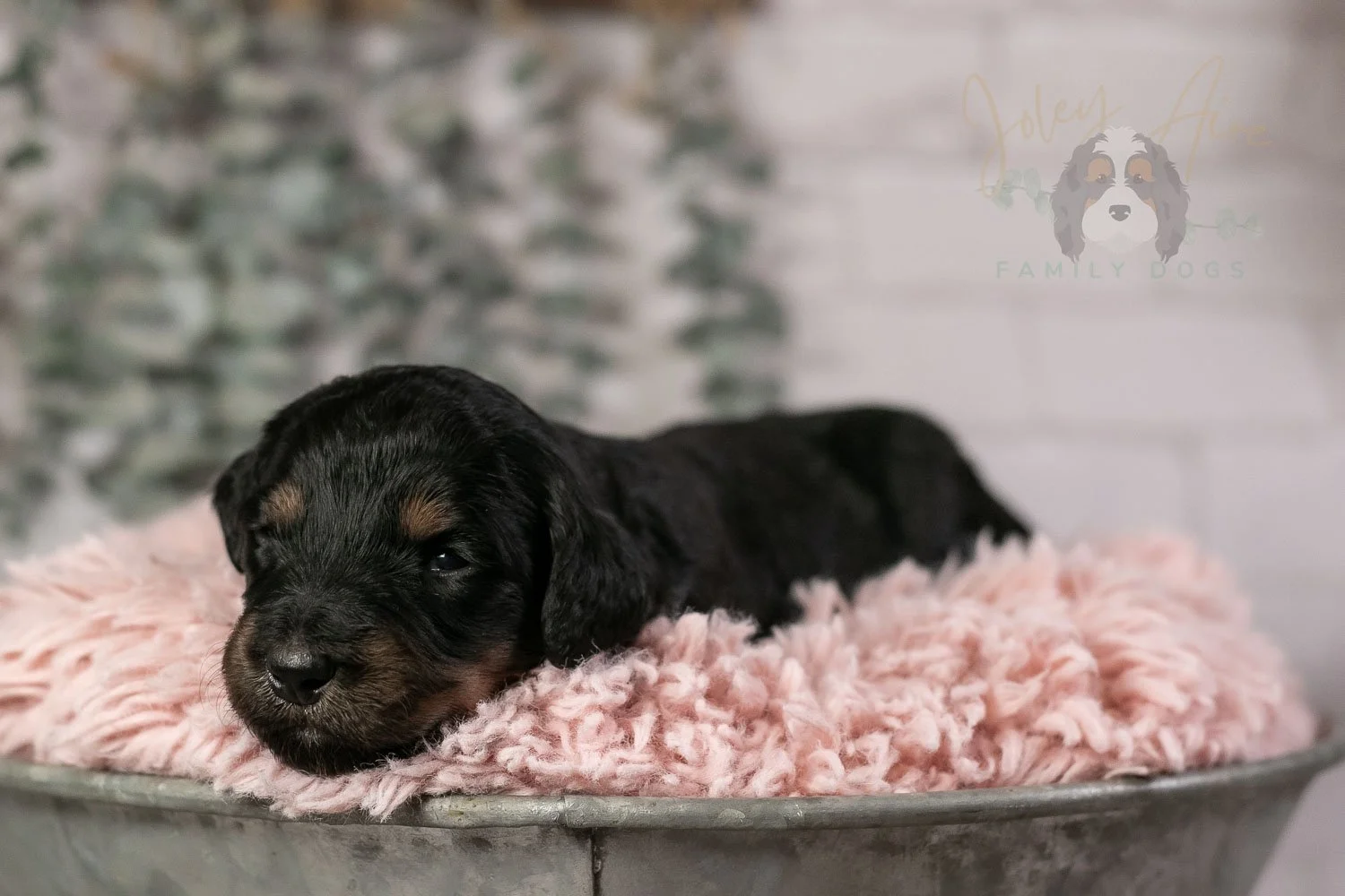 Piano Bernedoodle Puppy-5.jpg