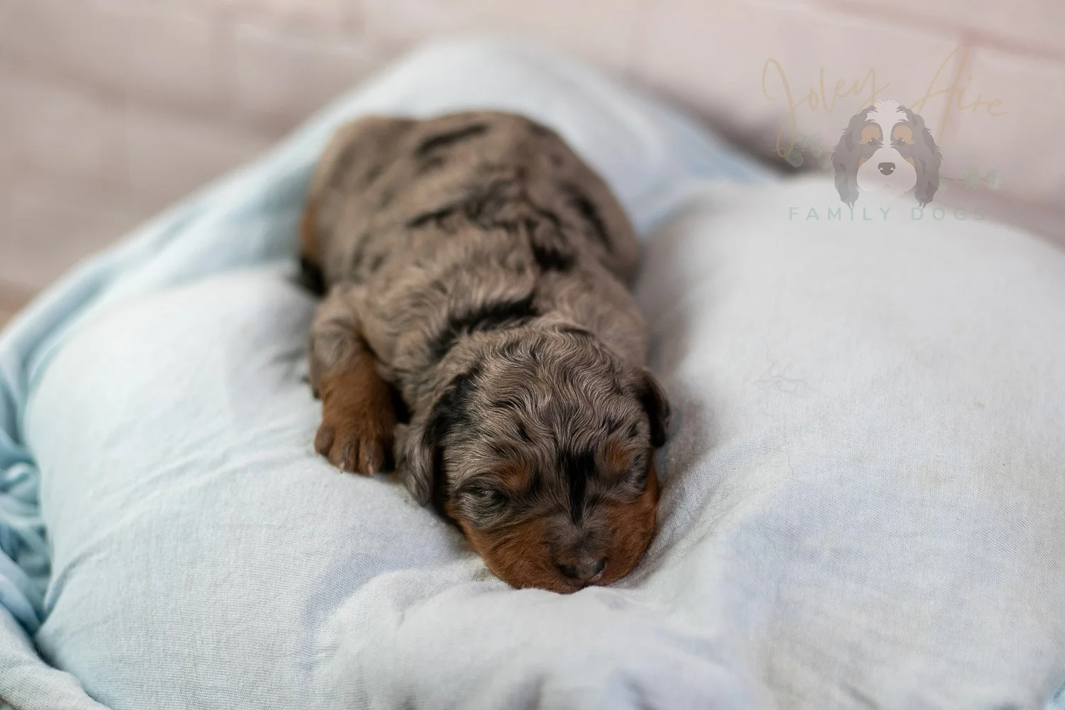 Marilla Bernedoodle Puppy-37.jpg