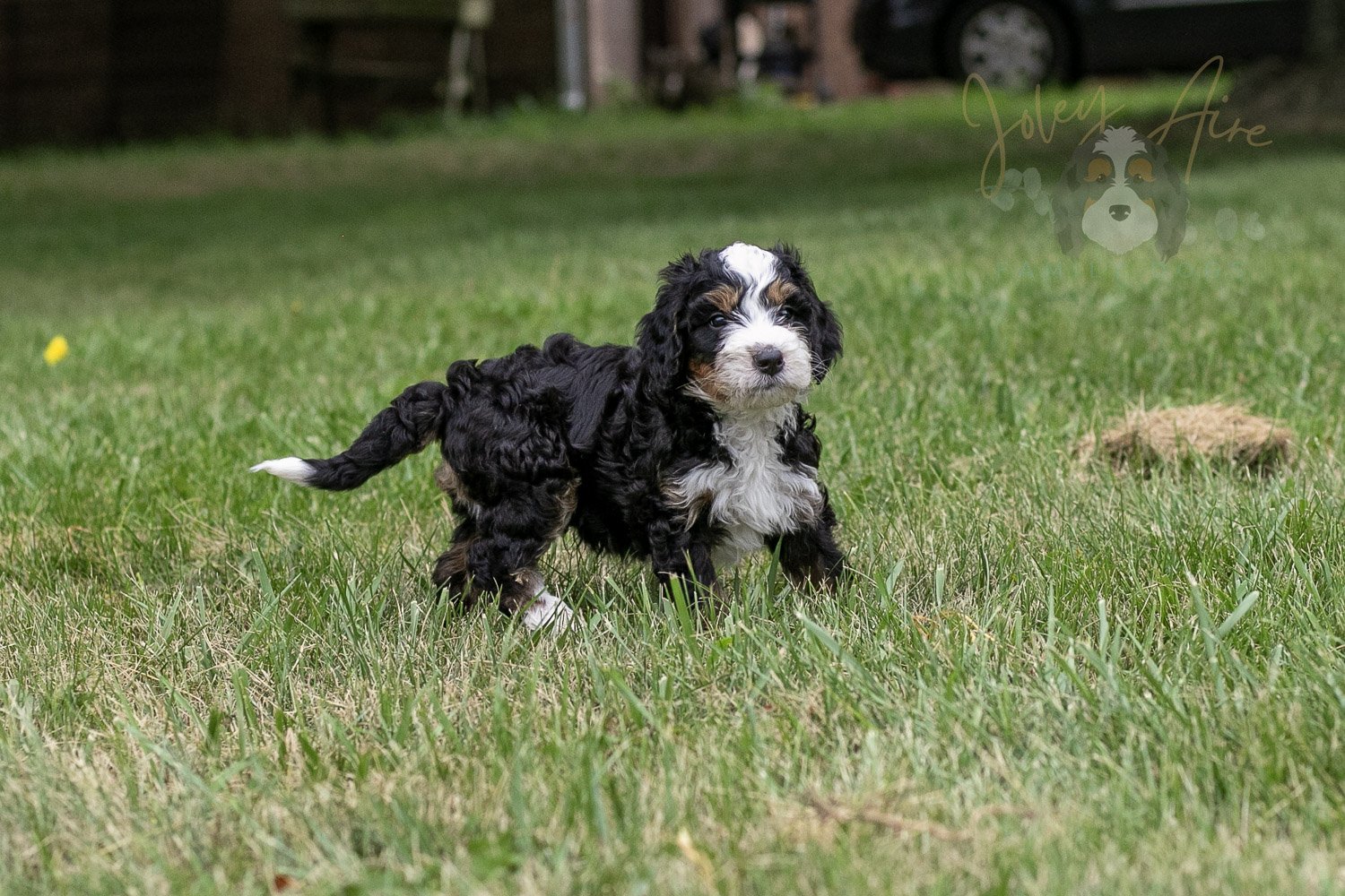 Yellowstone Bernedoodle Puppy-56.jpg