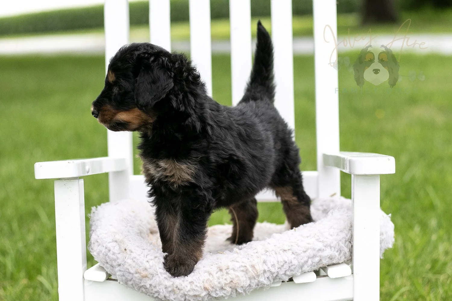 Gilbert Bernedoodle Puppy-876.jpg