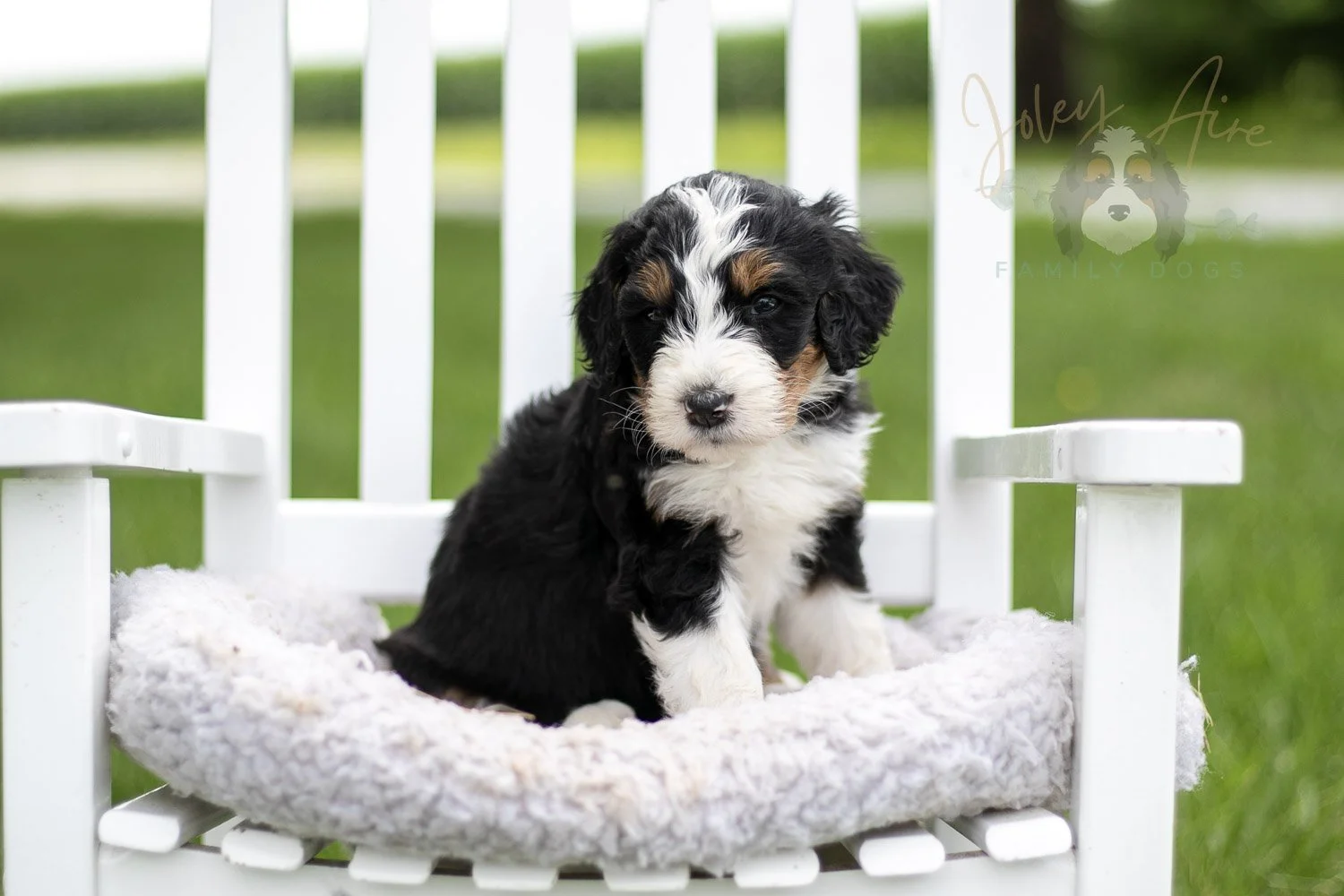 Zion Bernedoodle Puppy-814.jpg