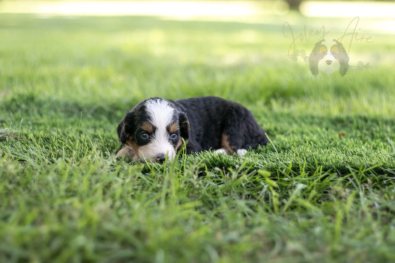 Anne Shirley Bernedoodle Puppy-532.jpg
