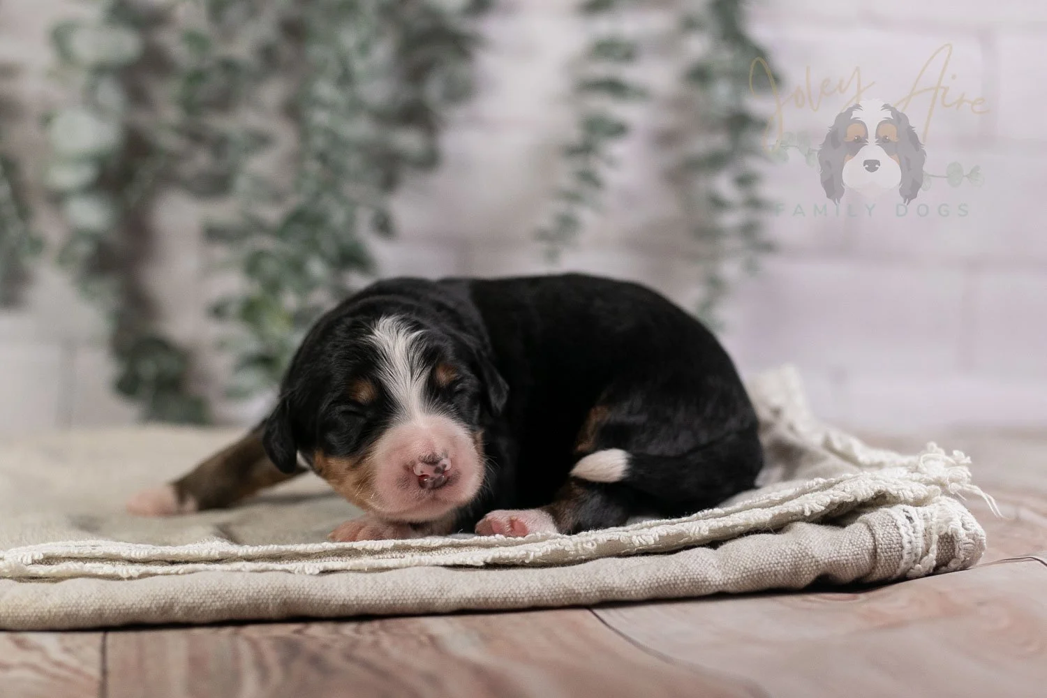Trumpet Bernedoodle Puppy-7.jpg