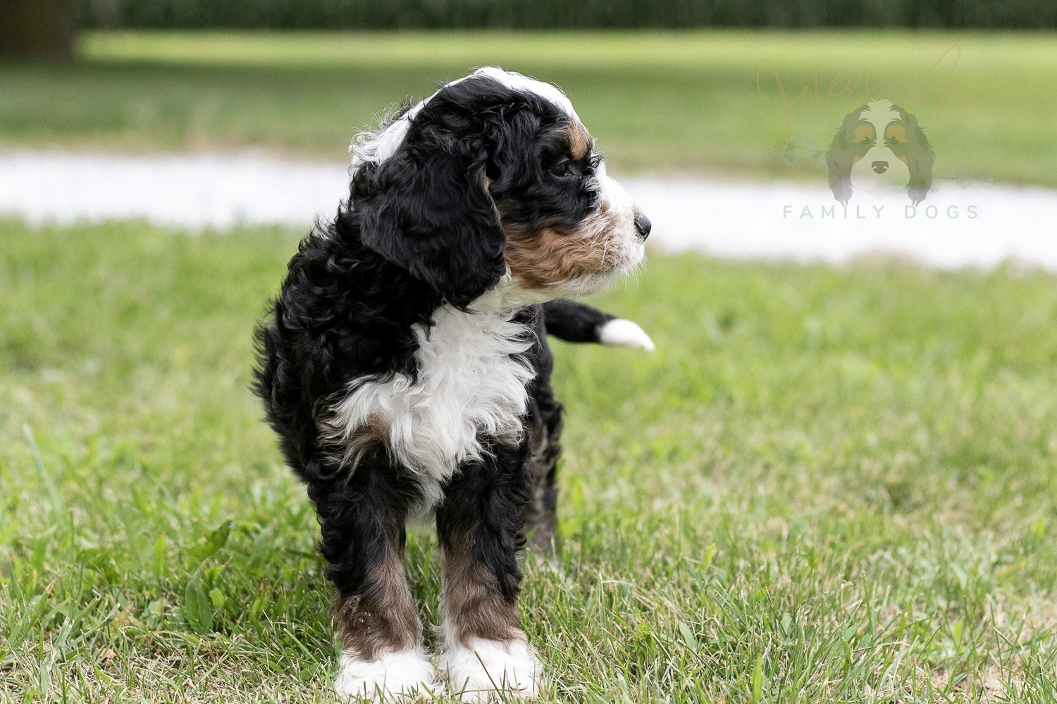 Yellowstone Bernedoodle Puppy-54.jpg