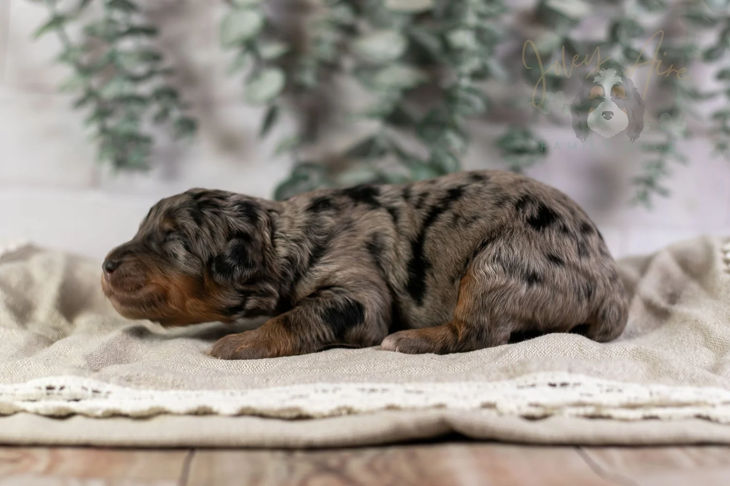 Ukelele Bernedoodle Puppy-5.jpg