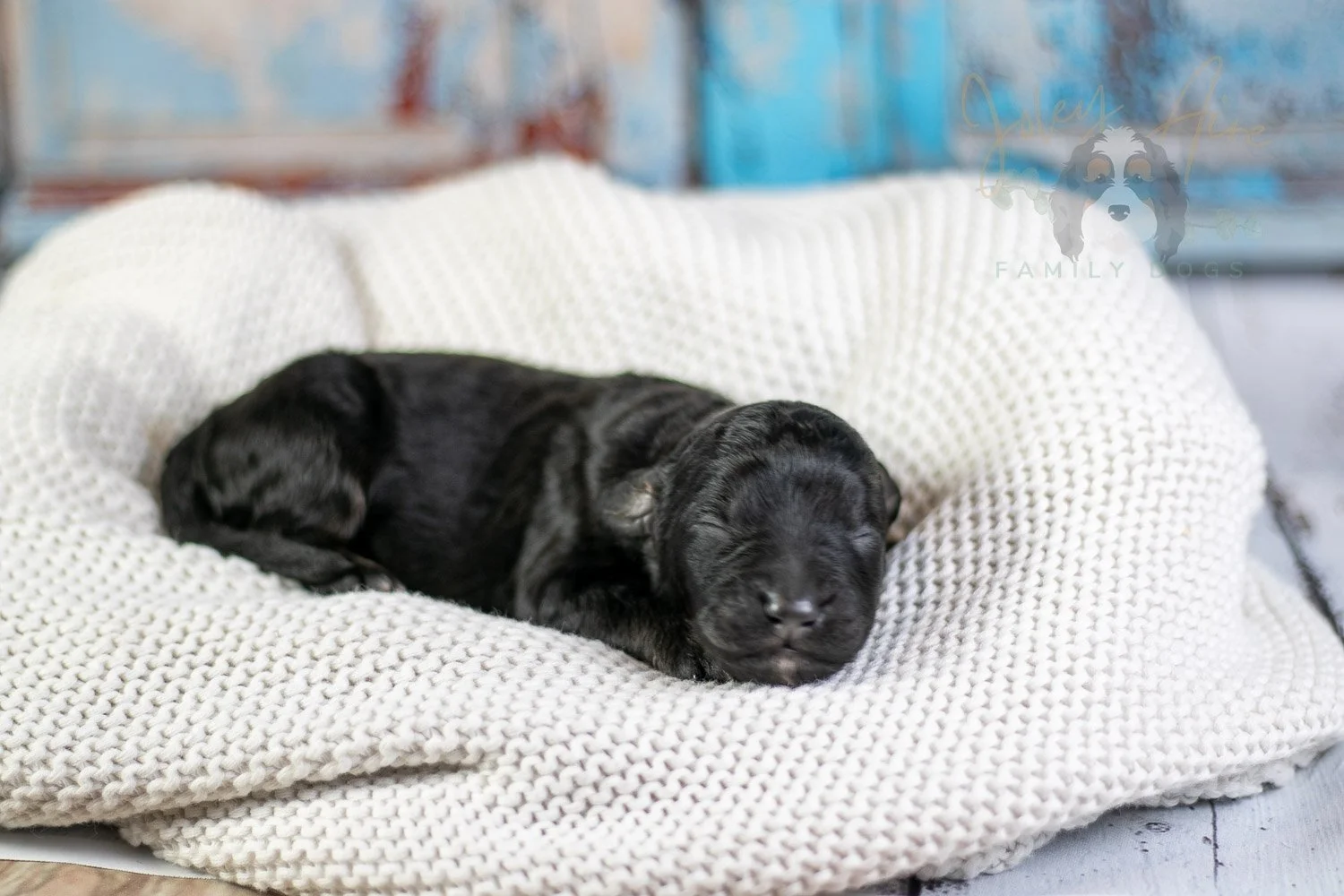 Andy Warhol Bernedoodle Puppy-36.jpg