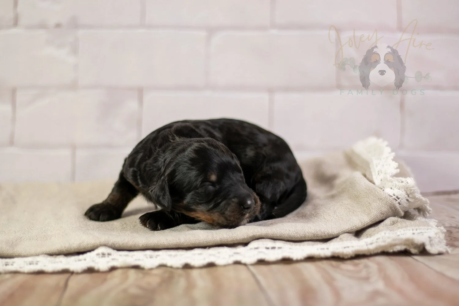 Denali Bernedoodle Puppy-150.jpg