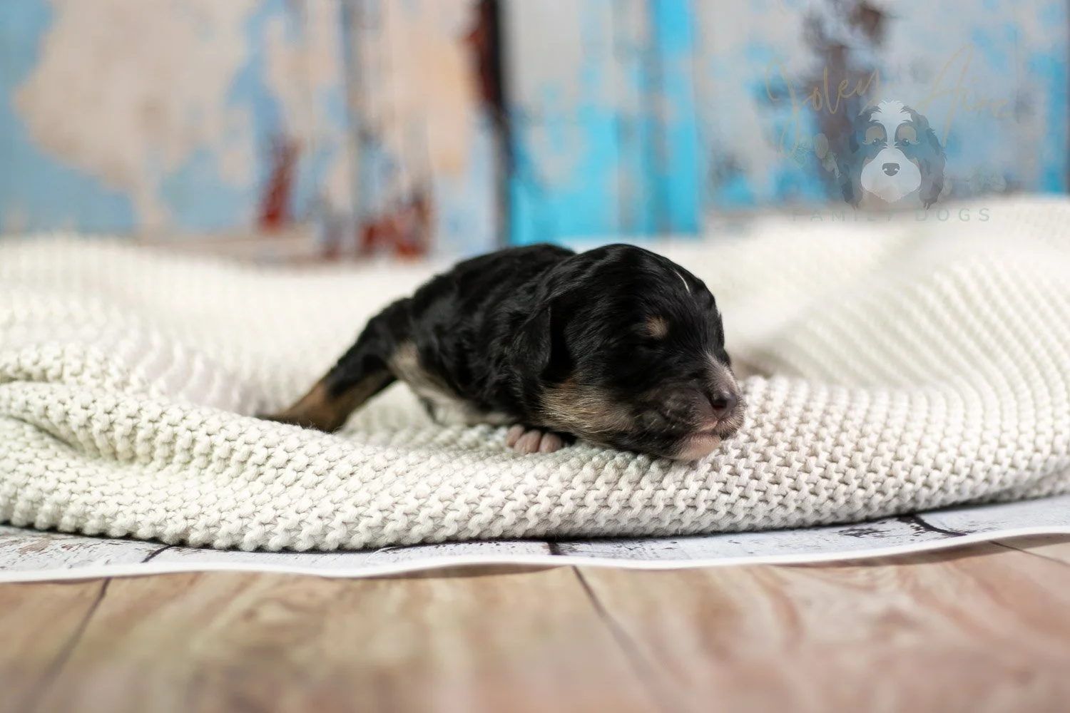 Georgia O'Keefe Bernedoodle Puppy-79.jpg