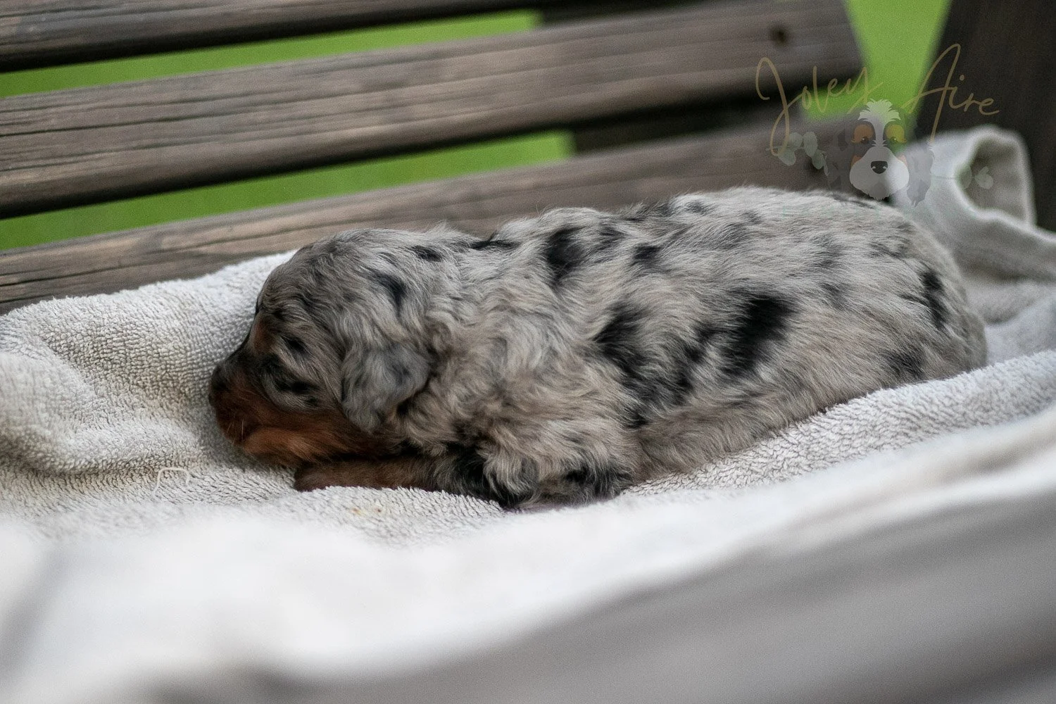 Marilla Cuthbert Bernedoodle Puppy-62.jpg