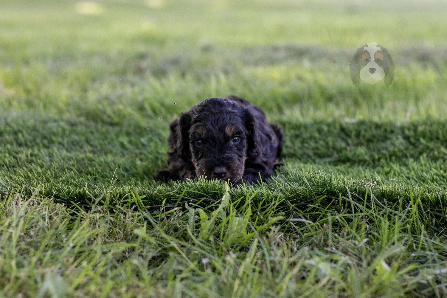 Bryce Bernedoodle Puppy-392.jpg