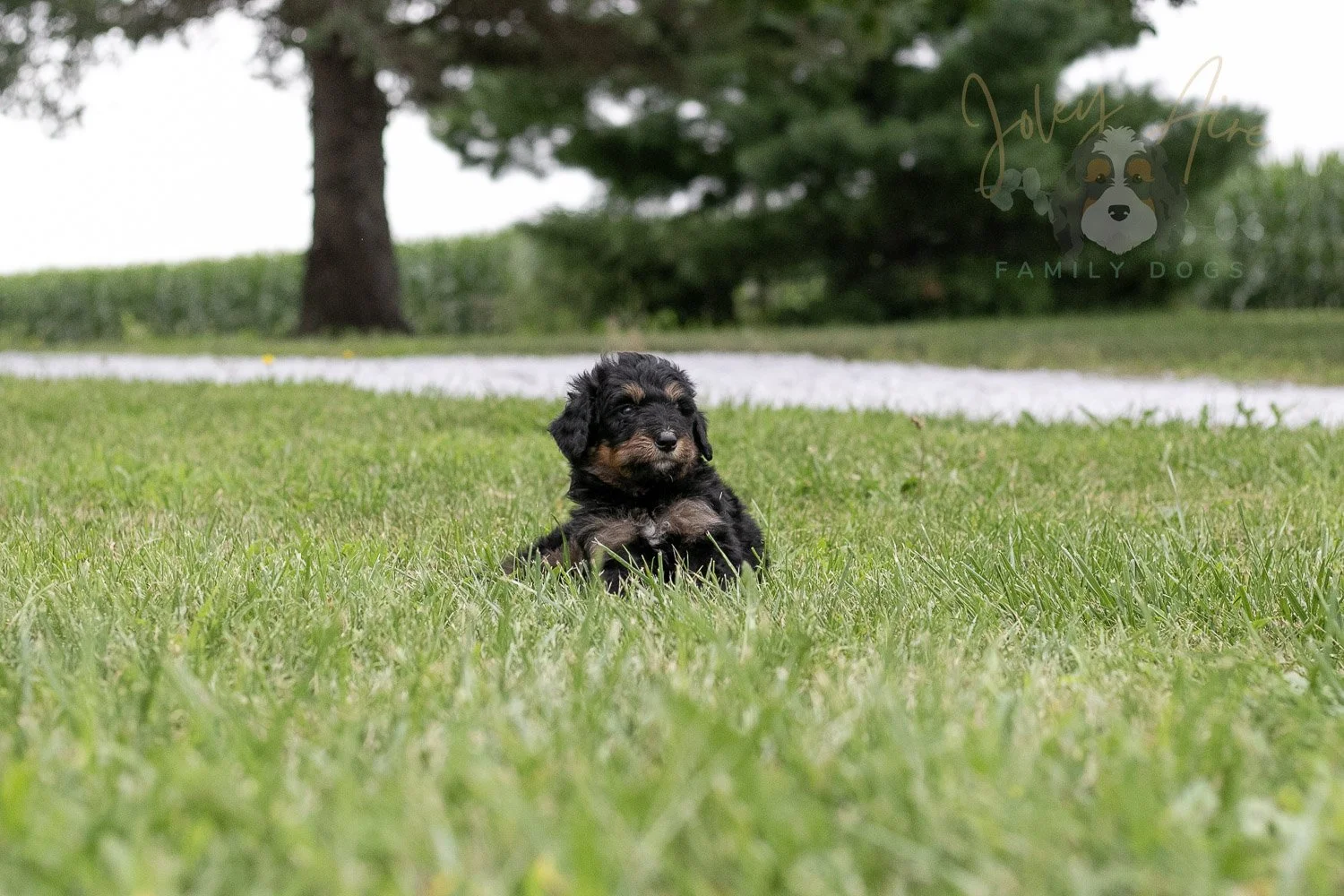 Gilbert Blythe Bernedoodle Puppy-116.jpg