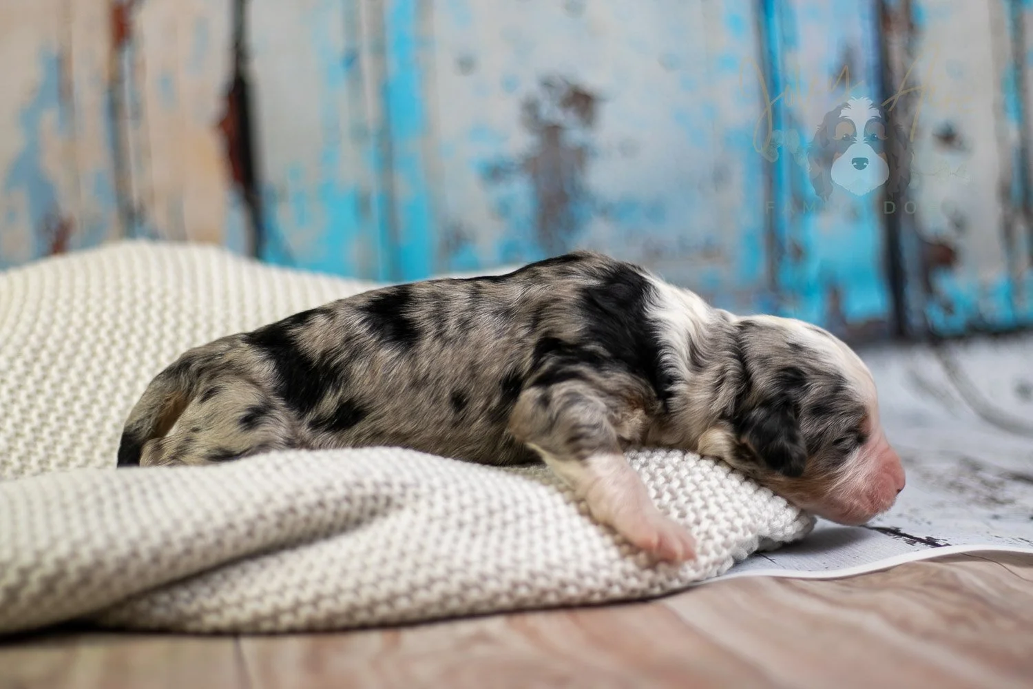 Pablo Picasso Bernedoodle Puppy-63.jpg
