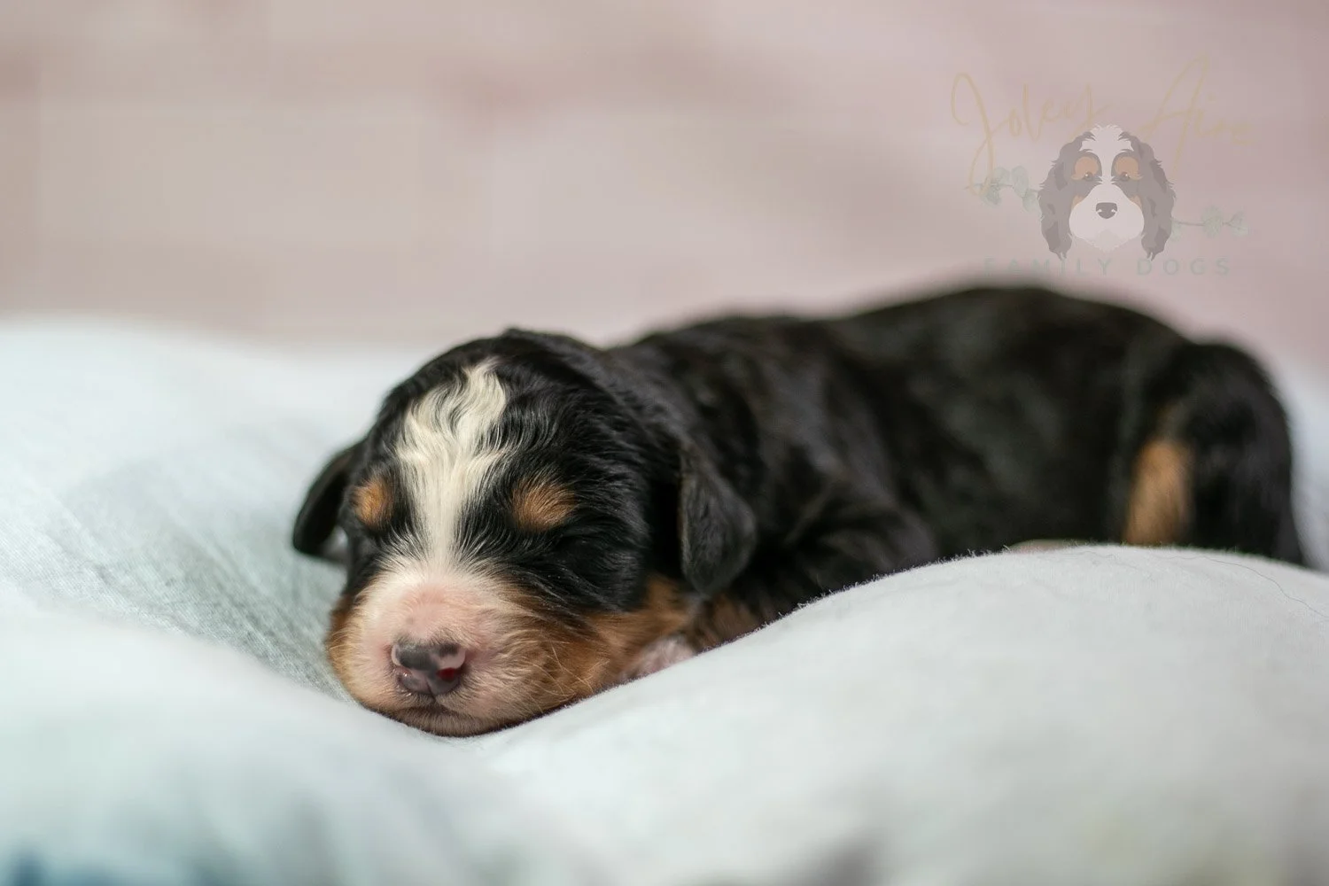 Diana Bernedoodle Puppy-53.jpg