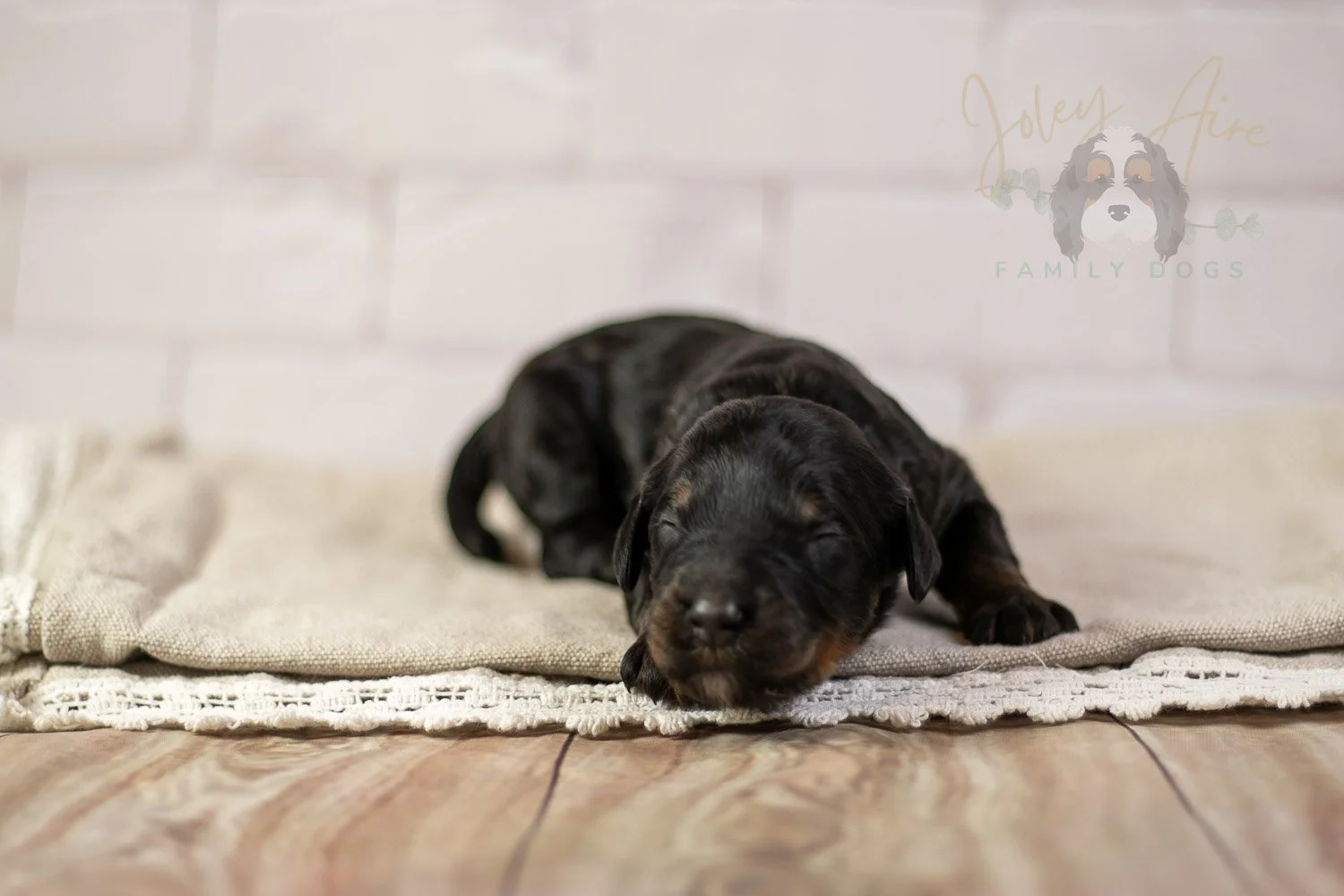 Denali Bernedoodle Puppy-158.jpg