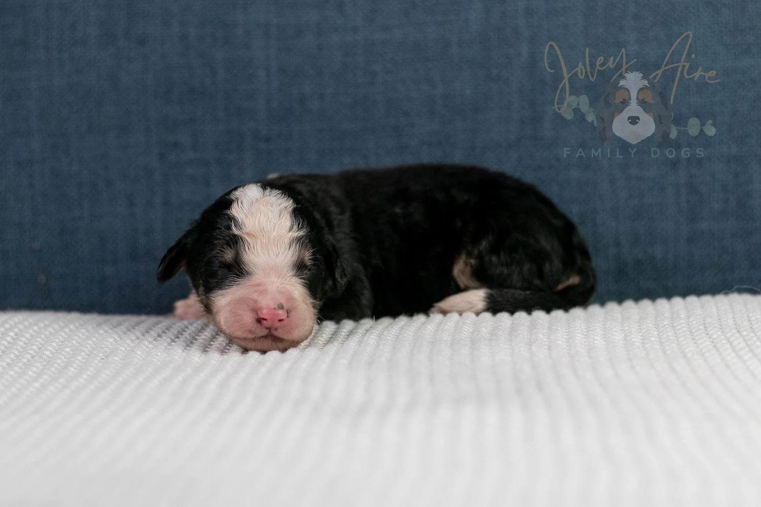 Archer Bernedoodle Puppy-81.jpg