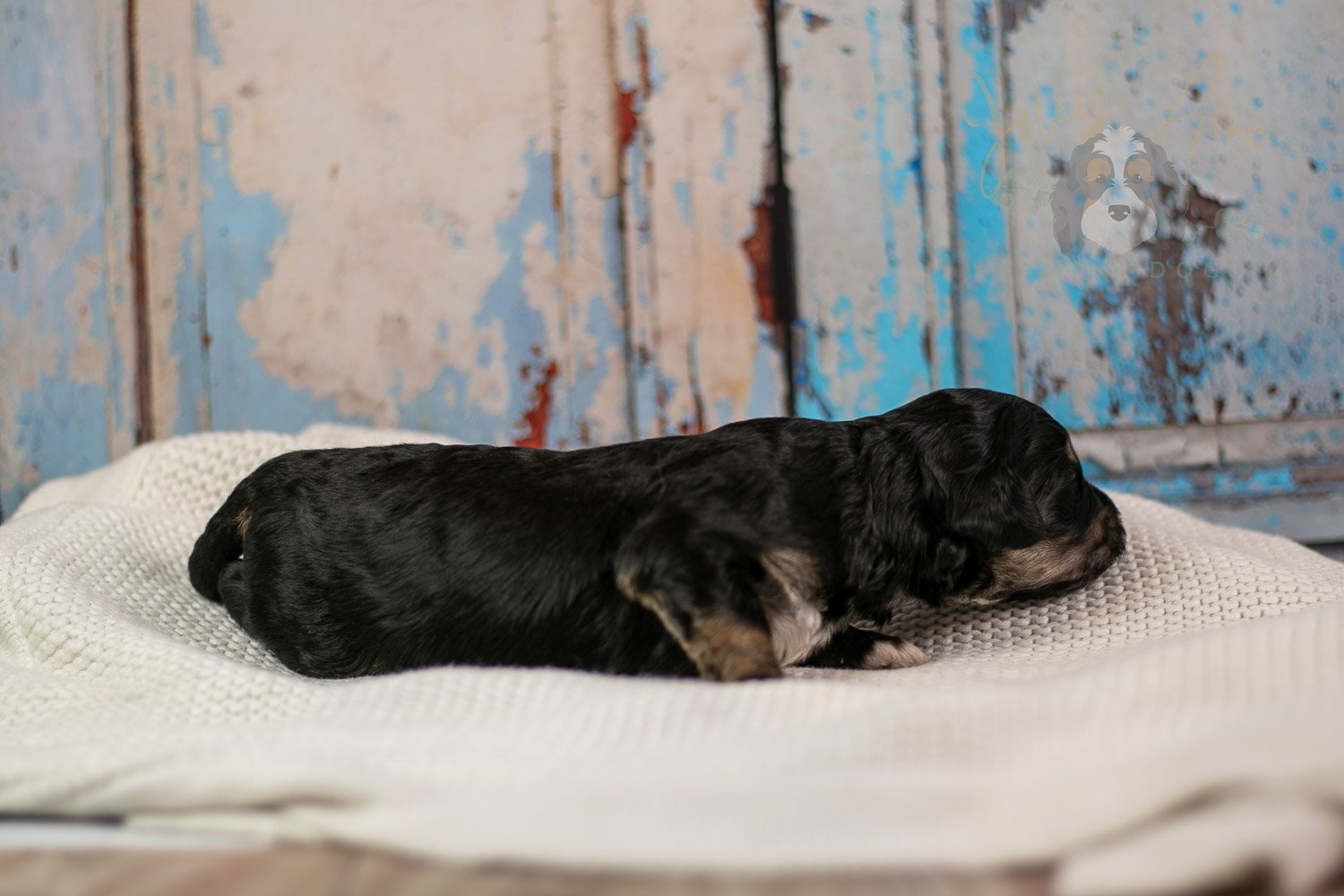 Georgia Bernedoodle Puppy-244.jpg