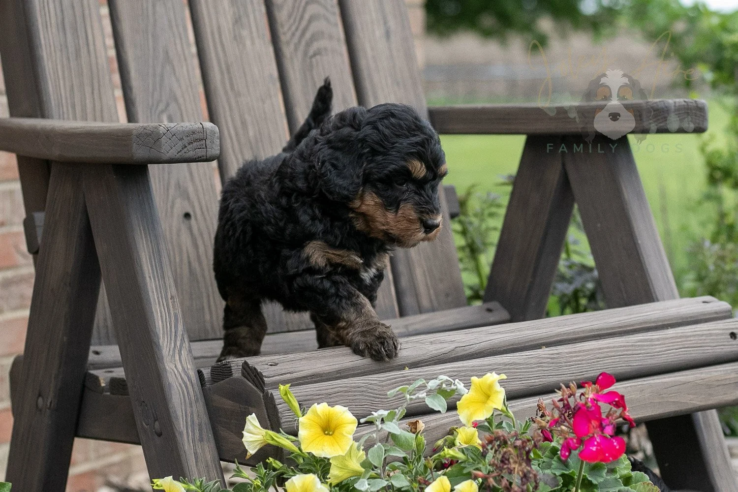 Guitar Bernedoodle Puppy-8.jpg