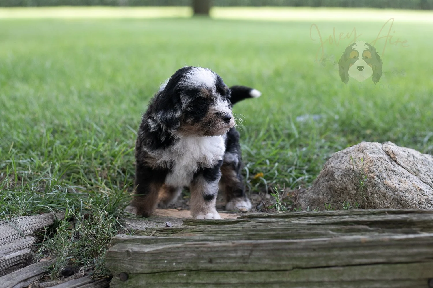 Artemesia Bernedoodle Puppy-127.jpg
