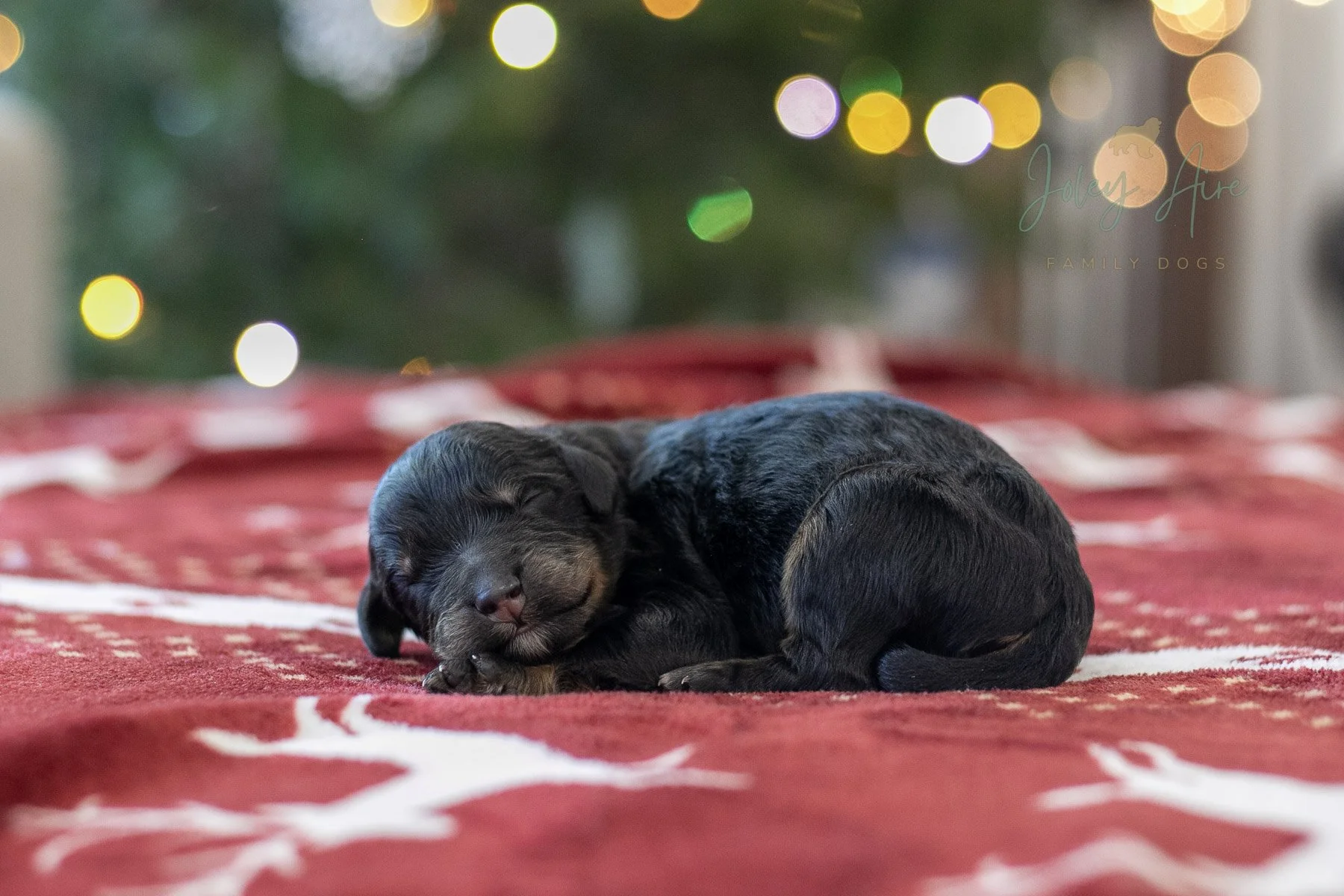 Aurora | Phantom Female F1 Bernedoodle Puppy – Illinois
