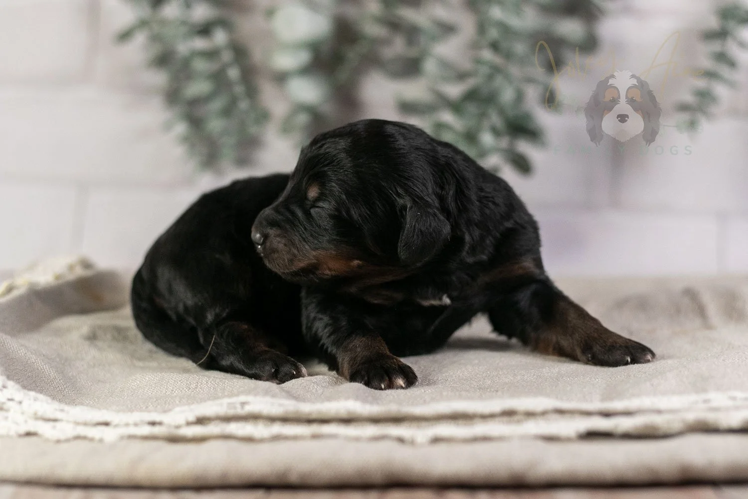 Piano Bernedoodle Puppy-2.jpg