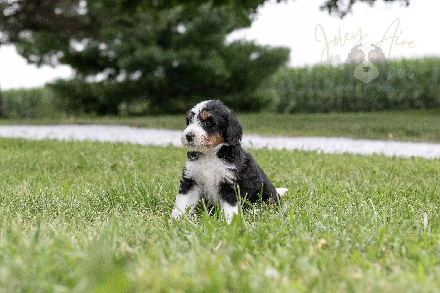 Zion Bernedoodle Puppy-11.jpg