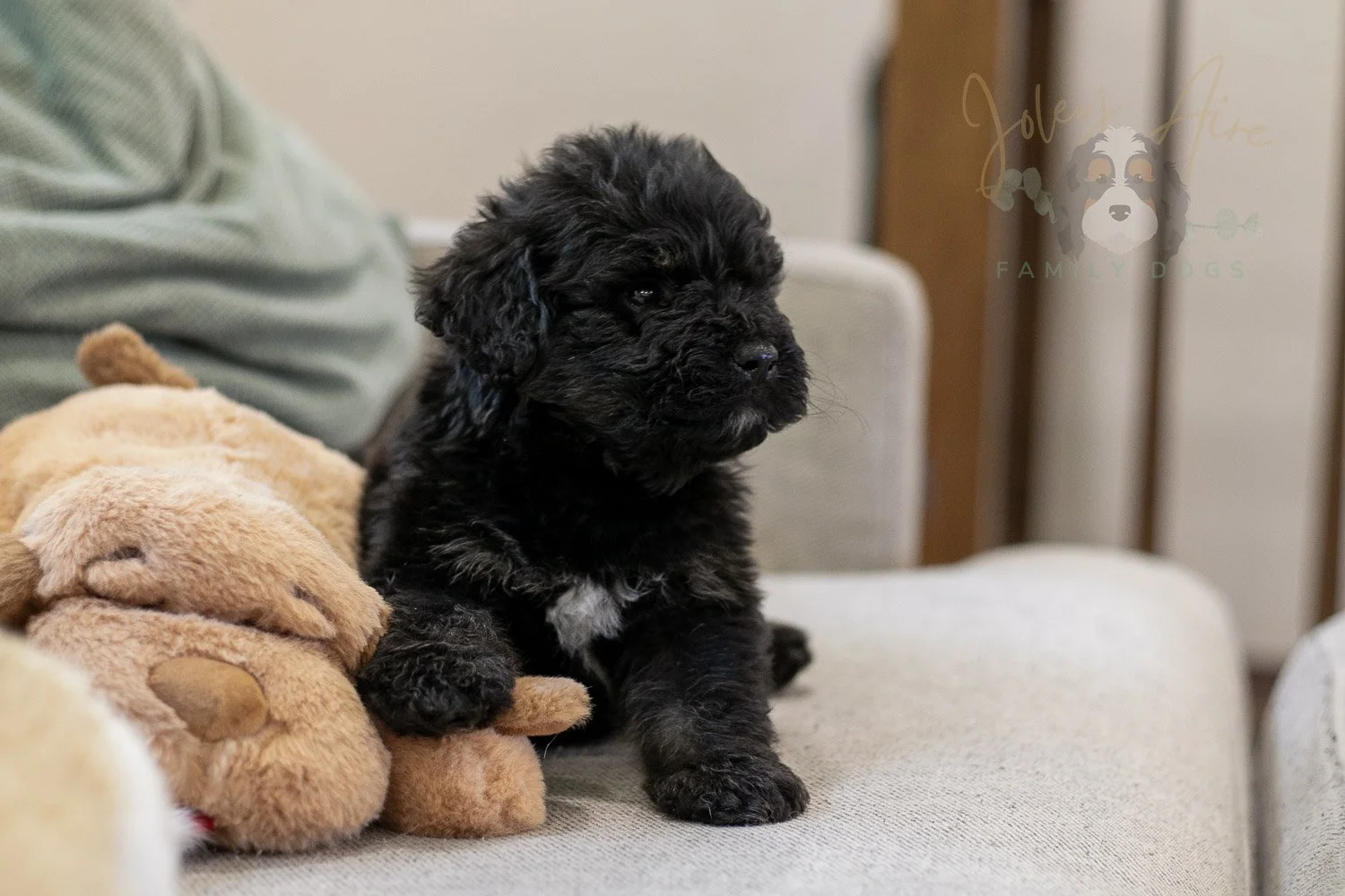 Andy Bernedoodle Puppy-285.jpg