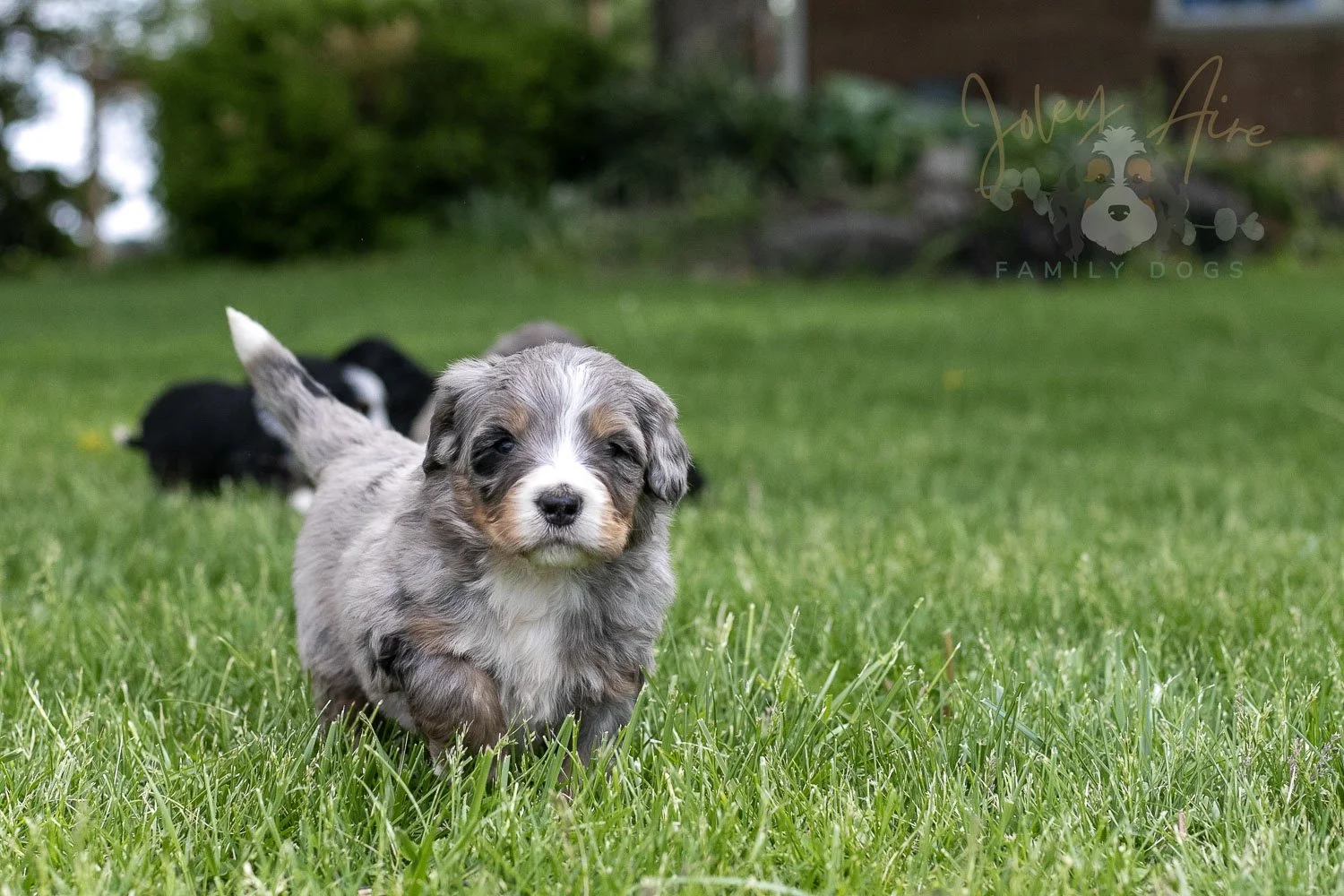 Drum Bernedoodle Puppy-111.jpg