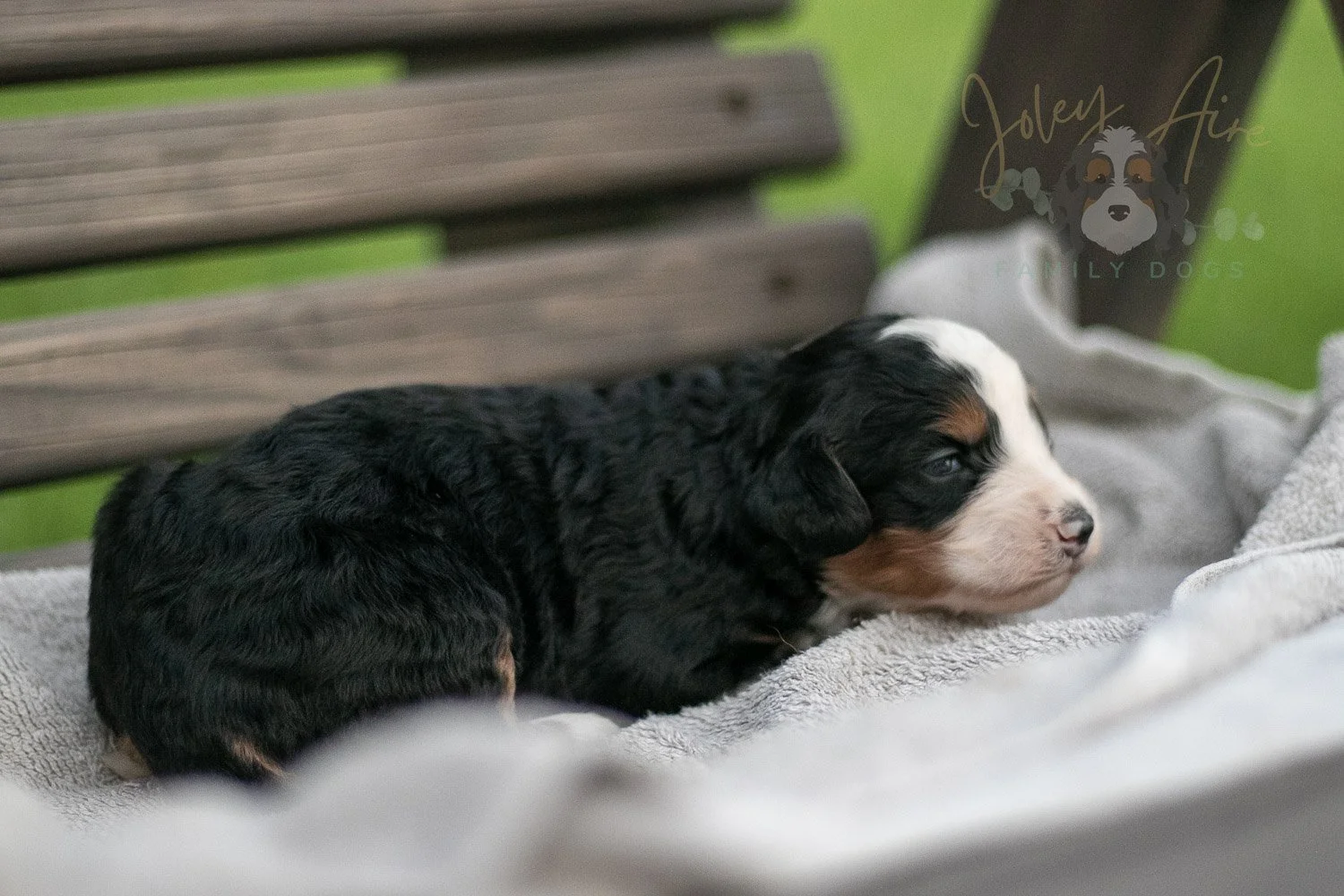 Anne Shriley Bernedoodle Puppy-56.jpg