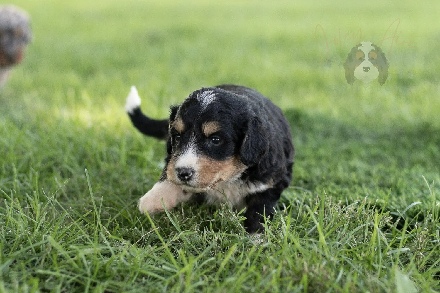Walter Shirley Bernedoodle Puppy-447.jpg