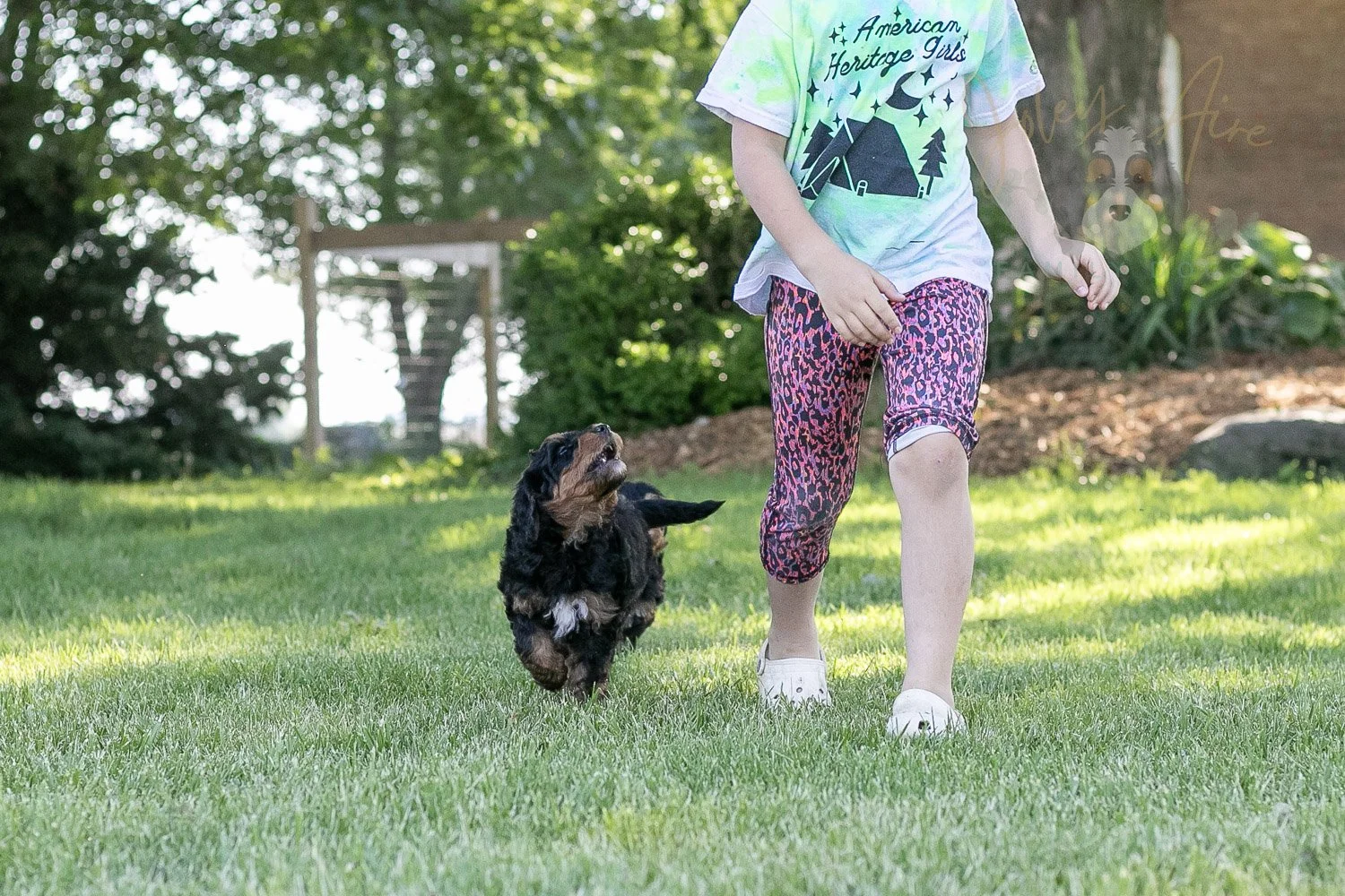 Banjo Bernedoodle Puppy-10.jpg