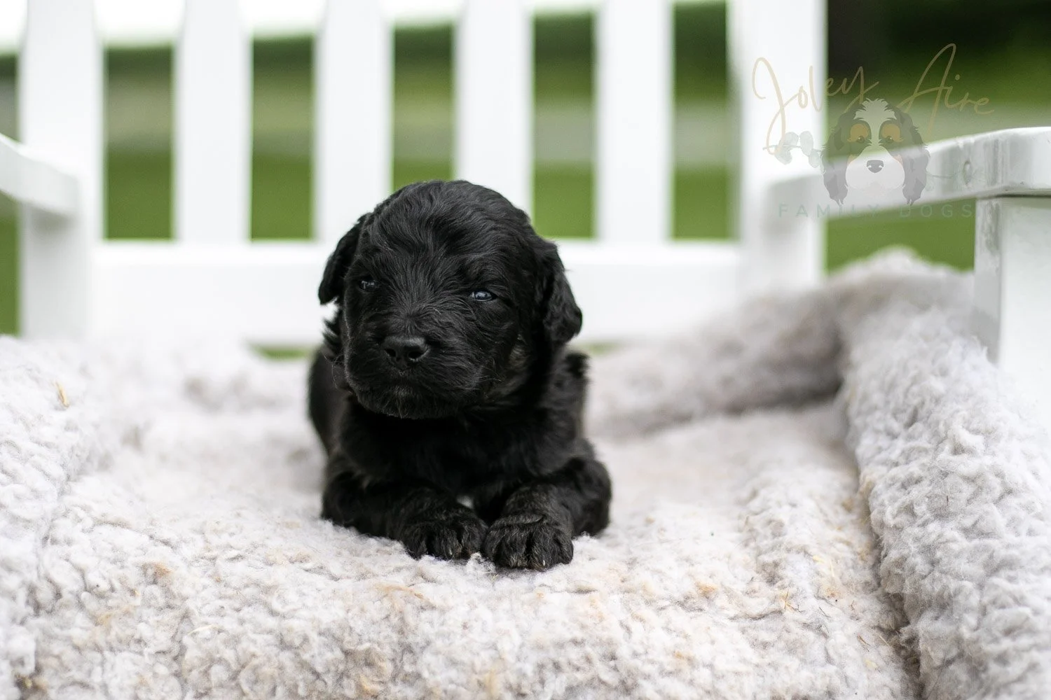 Andy Warhol Bernedoodle Puppy-717.jpg