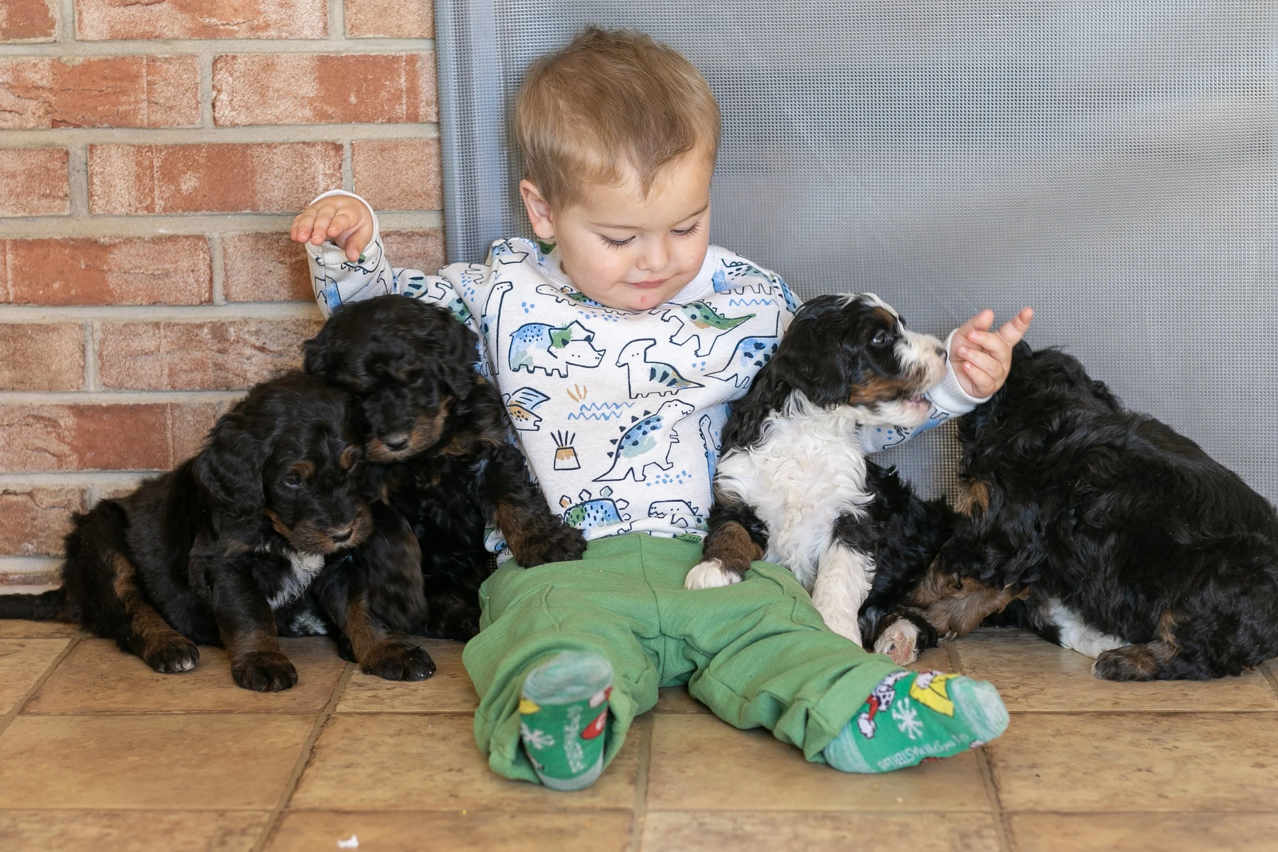 Whole Litter Disney Princess Litter-11.jpg