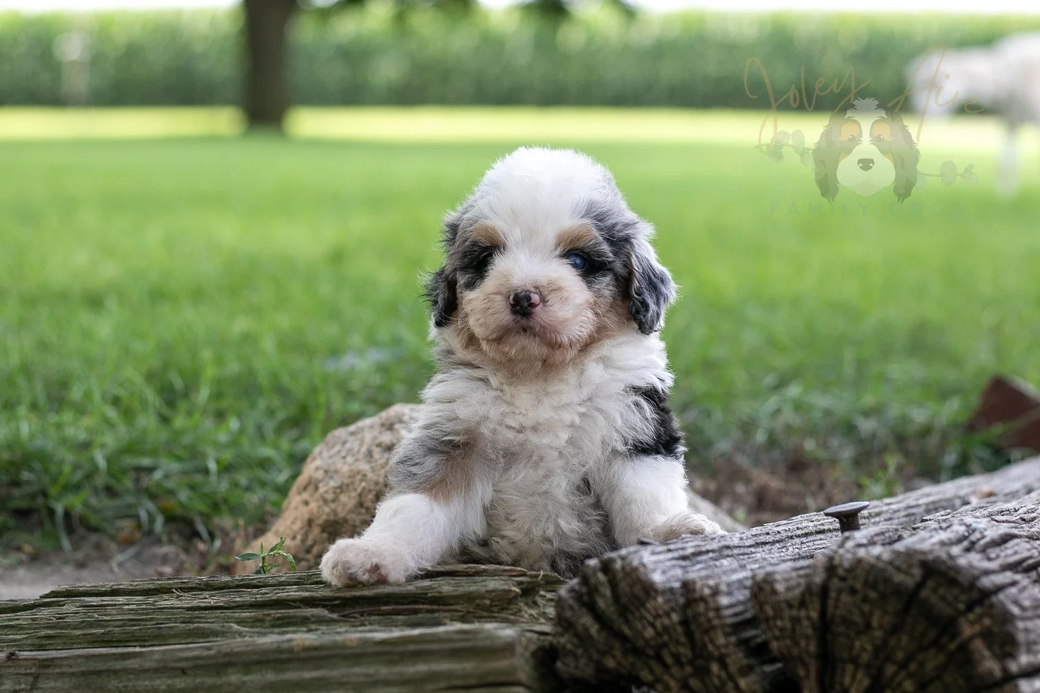Pablo Picaso Bernedoodle Puppy-196.jpg