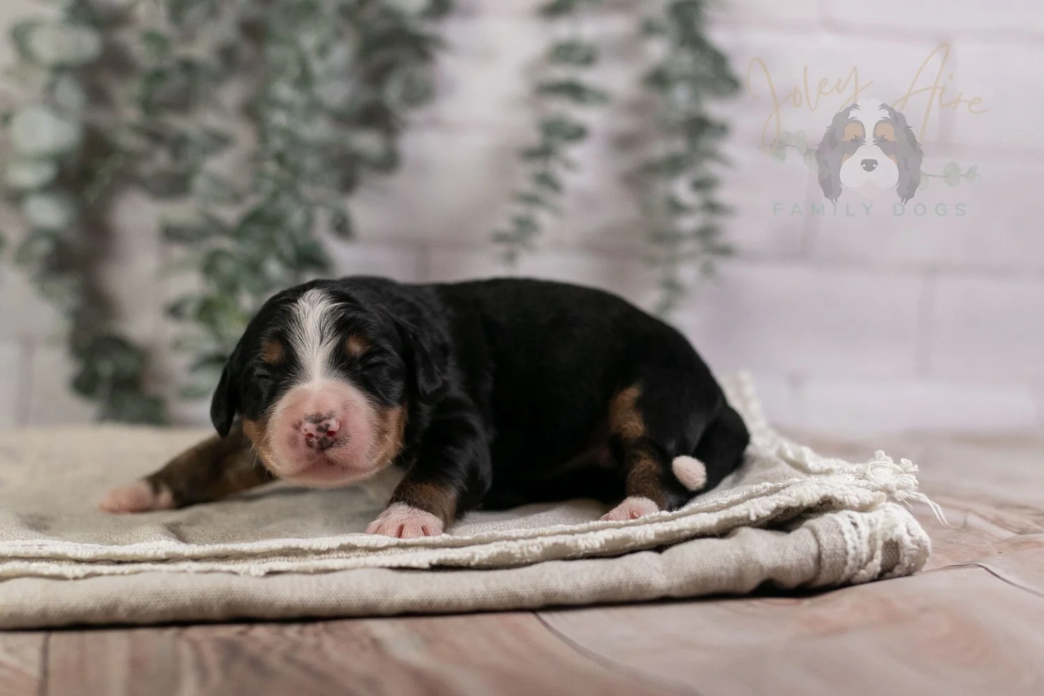 Trumpet Bernedoodle Puppy-5.jpg