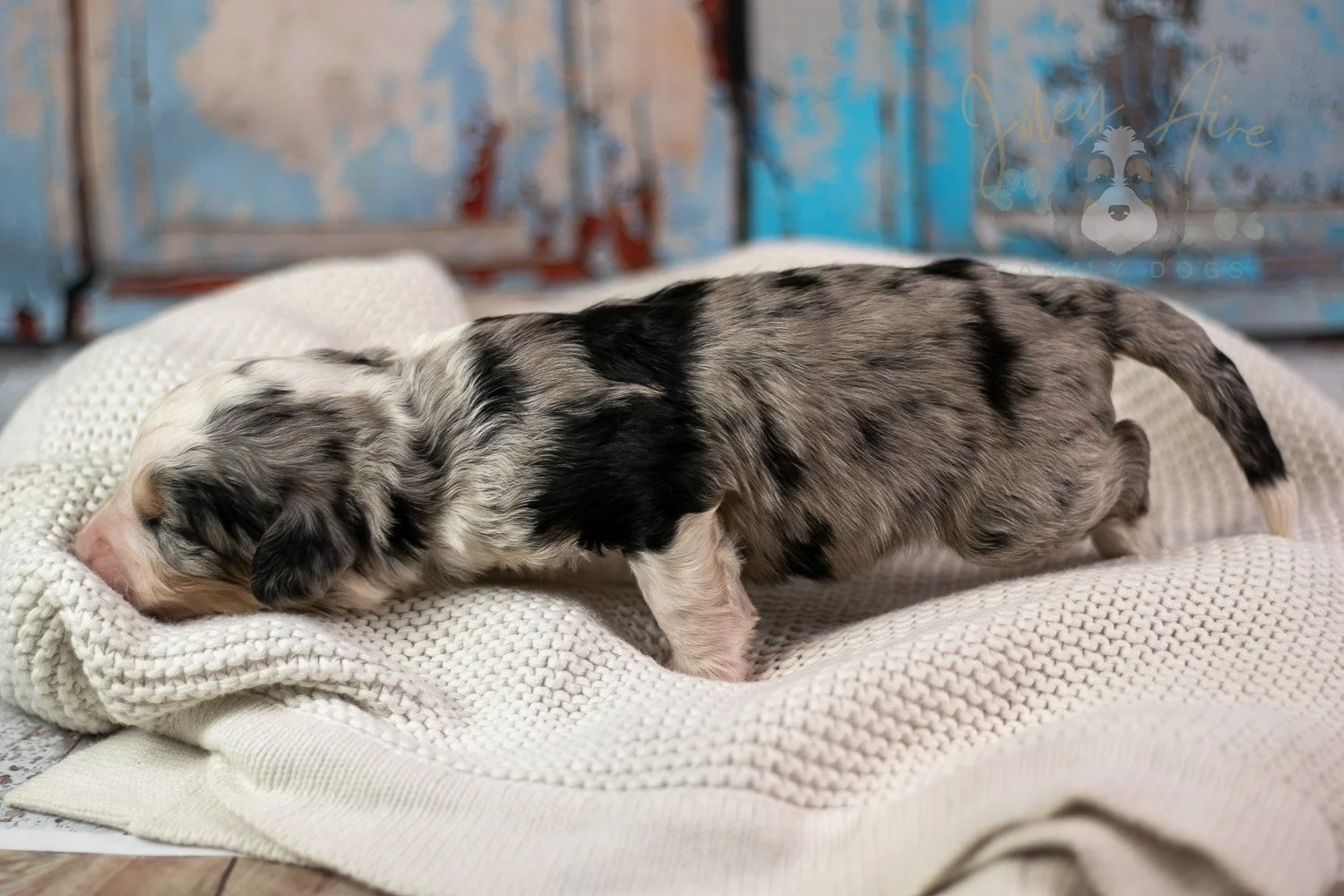 Pablo Picasso Bernedoodle Puppy-222.jpg