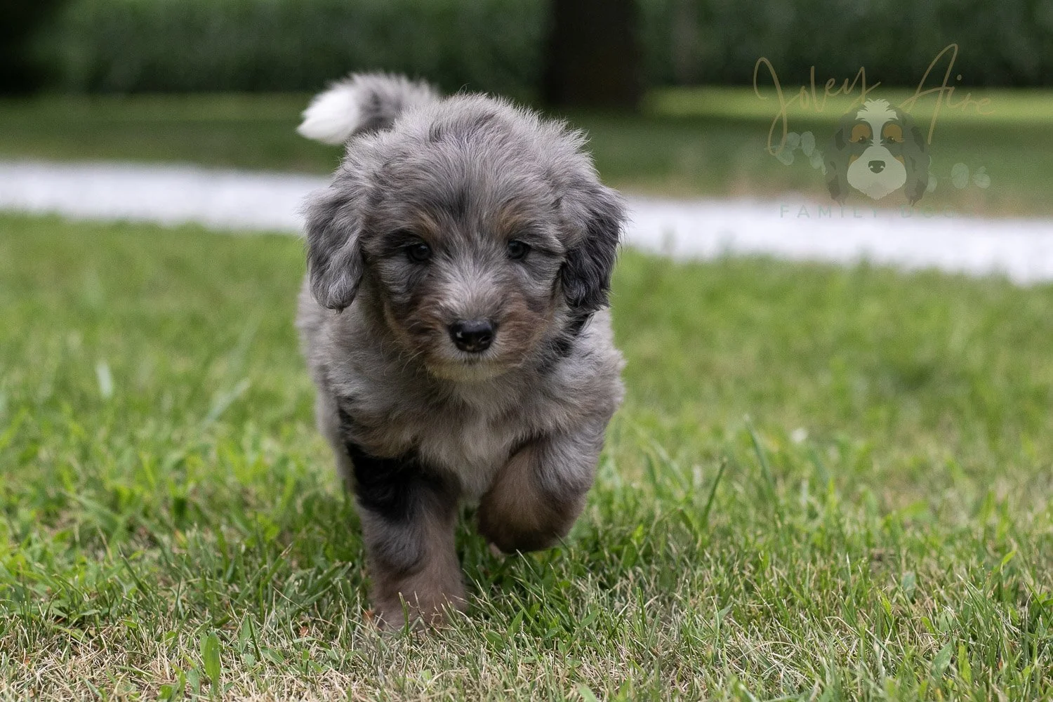 Matthew Cuthbert Bernedoodle Puppy-22.jpg