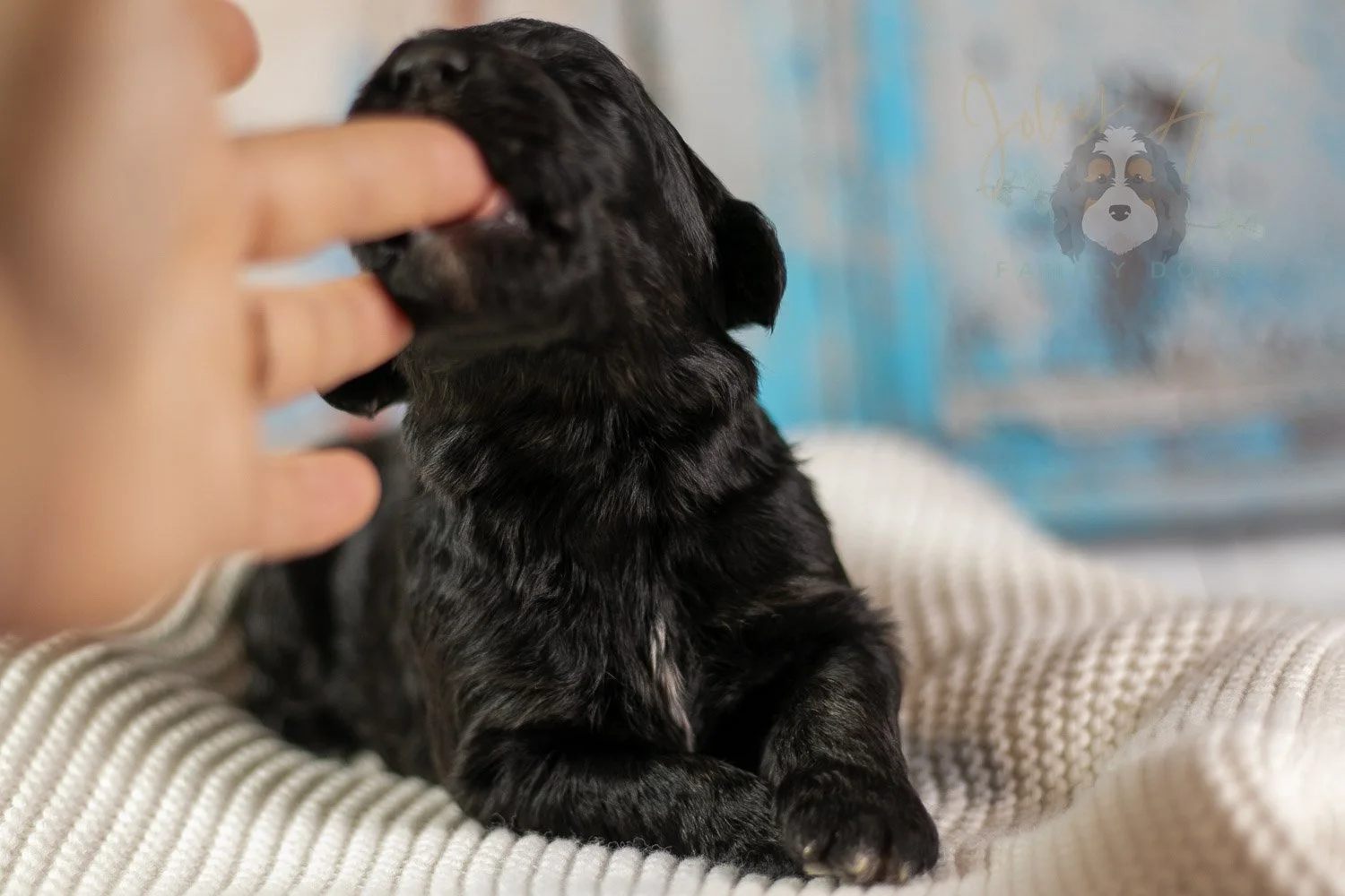 Claude Monet Bernedoodle Puppy-165.jpg