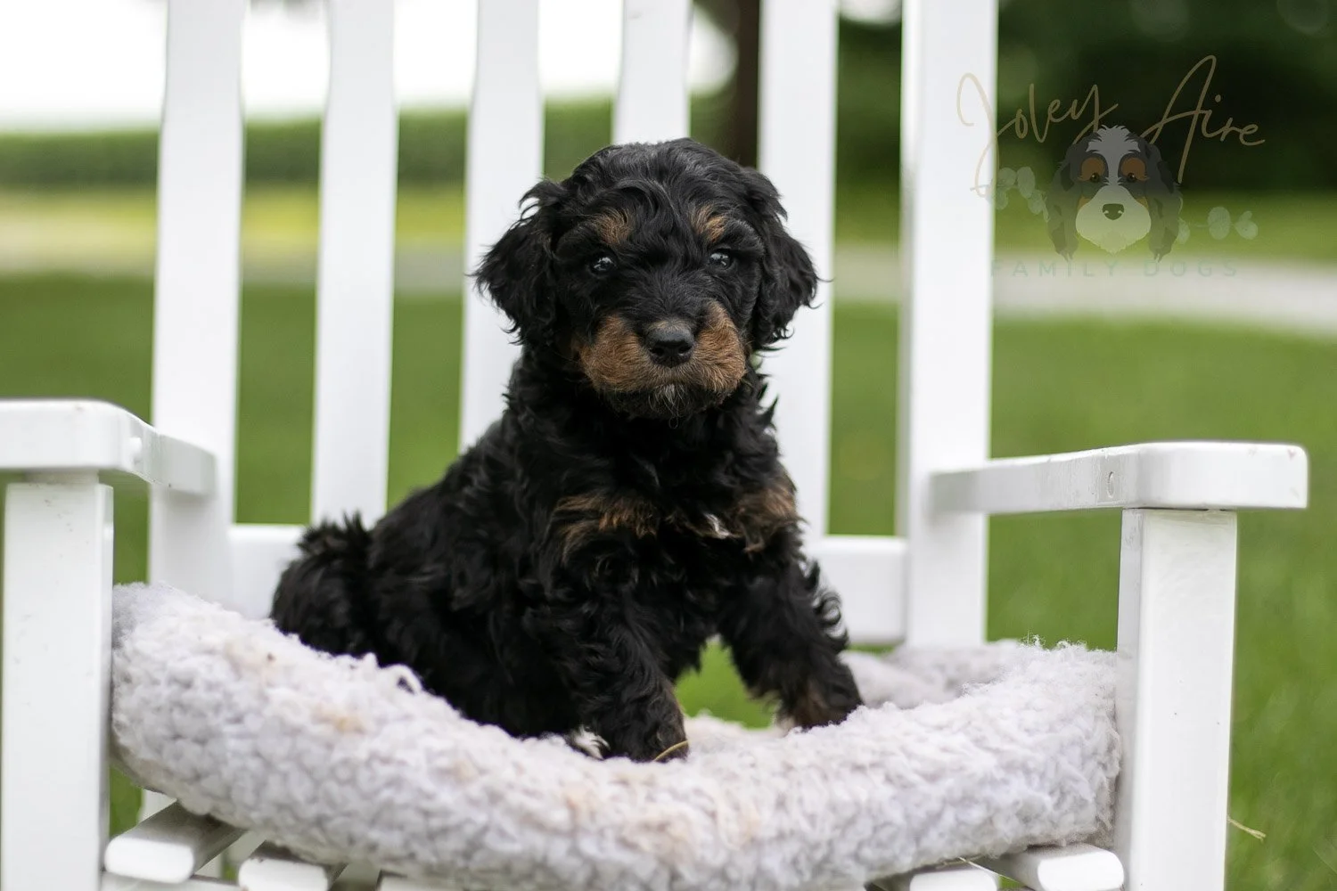 Bryce Bernedoodle Puppy-790.jpg