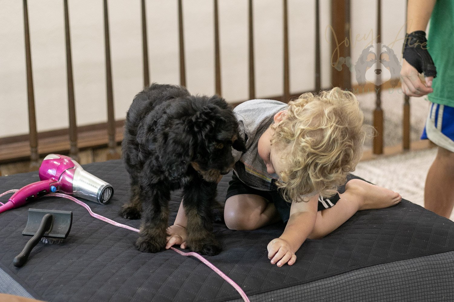 Olympic Bernedoodle Puppy-449.jpg