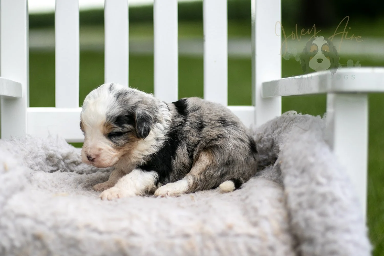 Pablo Picasso Bernedoodle Puppy-703.jpg