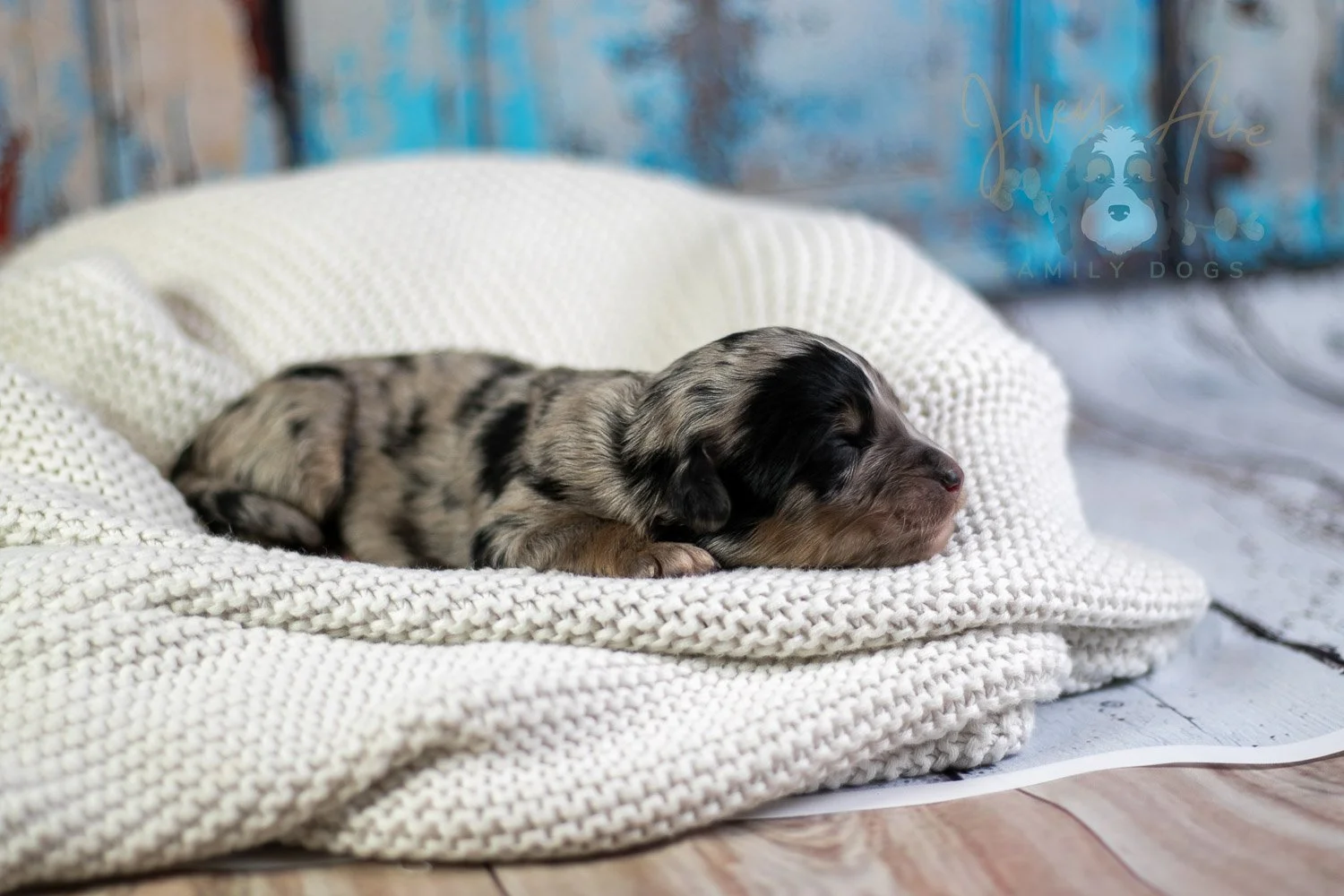 Frida Kahlo Bernedoodle Puppy-20.jpg