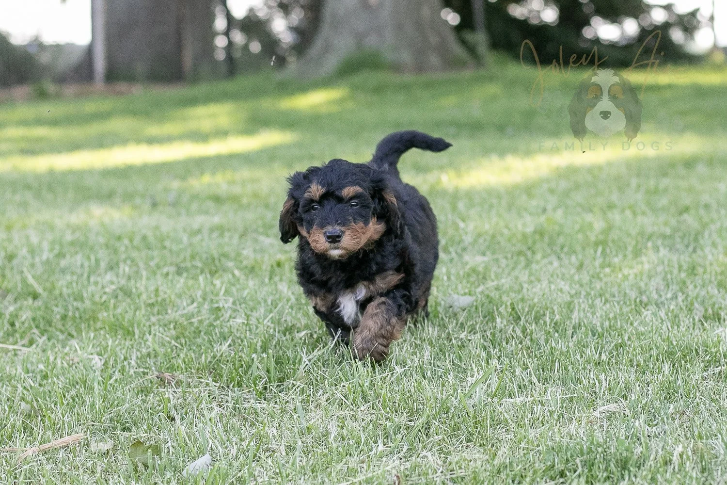 Banjo Bernedoodle Puppy-14.jpg