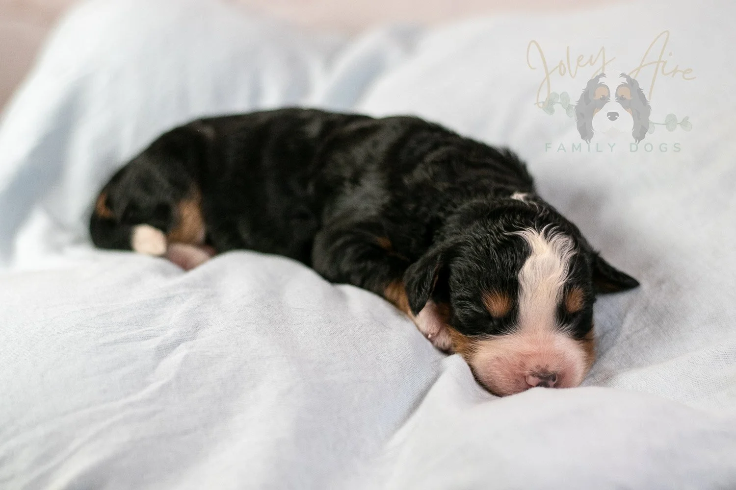 Anne Shirley Bernedoodle Puppy-18.jpg