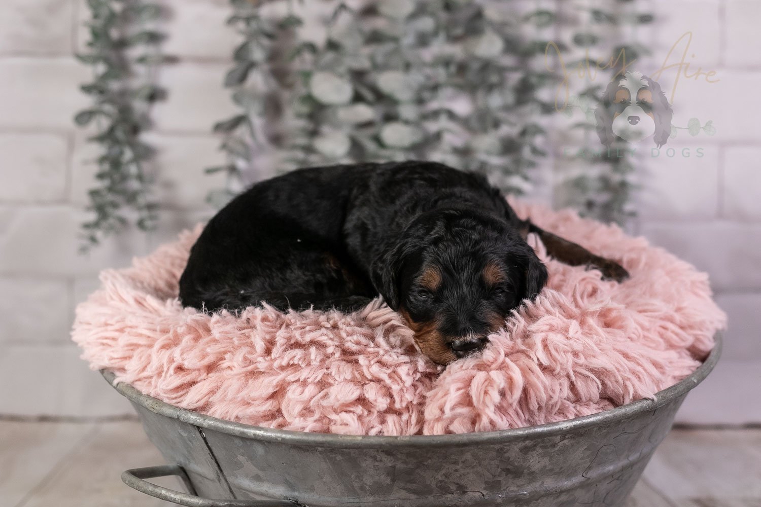 Banjo Bernedoodle Puppy-16.jpg