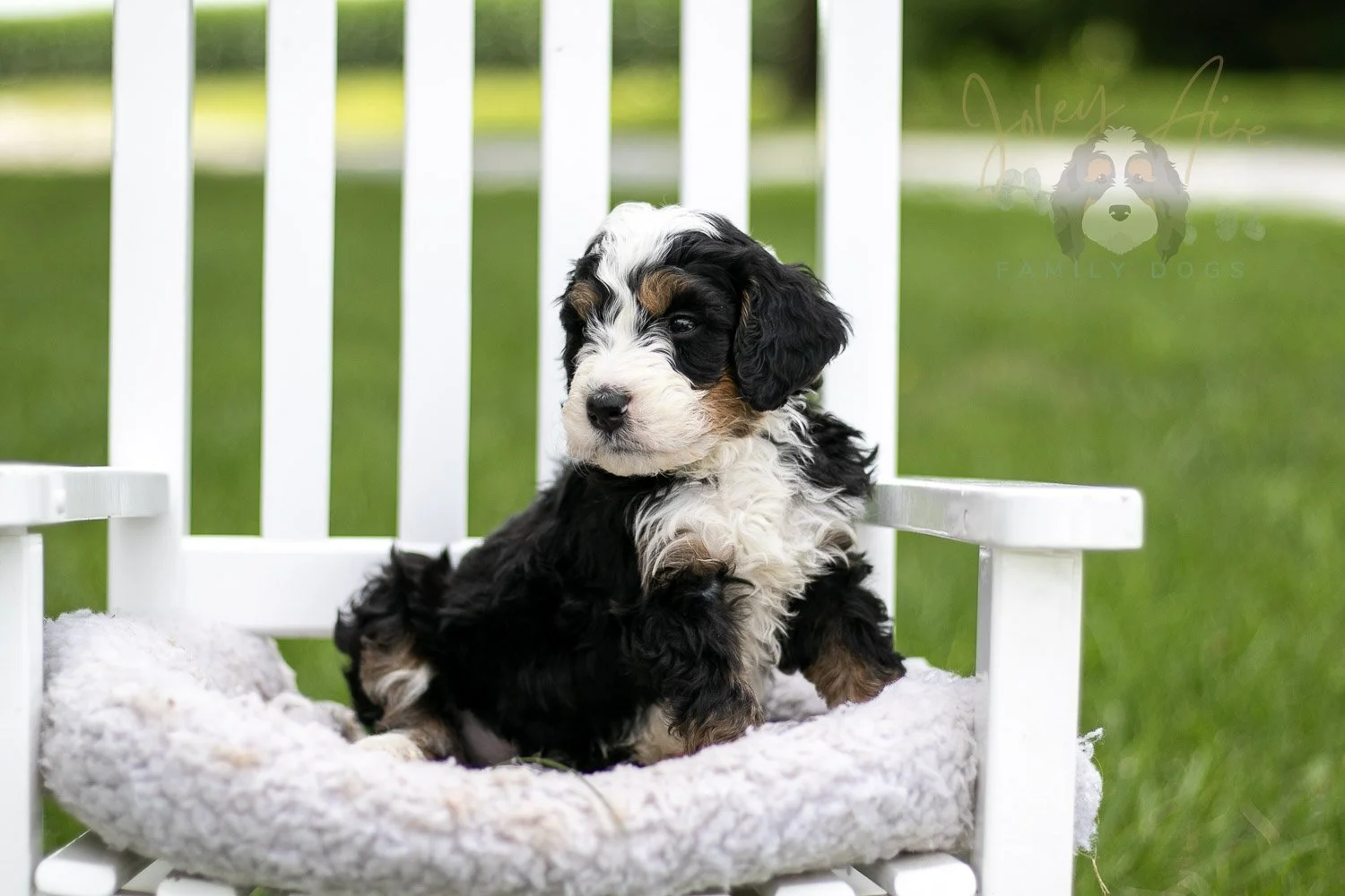 Yellowstone Bernedoodle Puppy-773.jpg