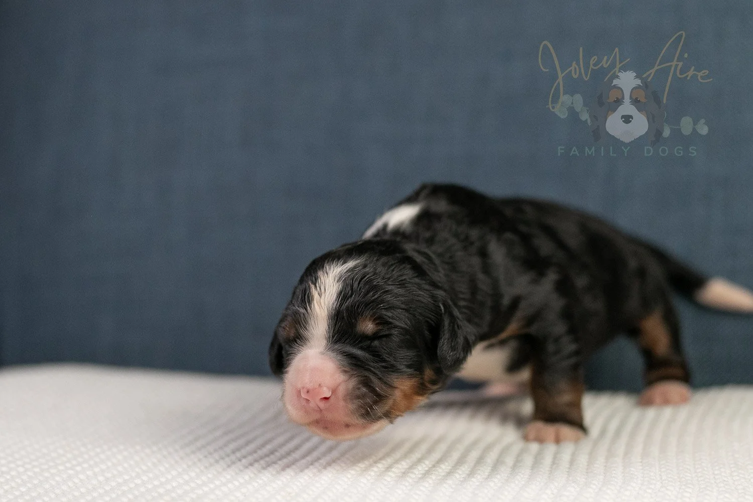 Ashley Bernedoodle Puppy-29.jpg